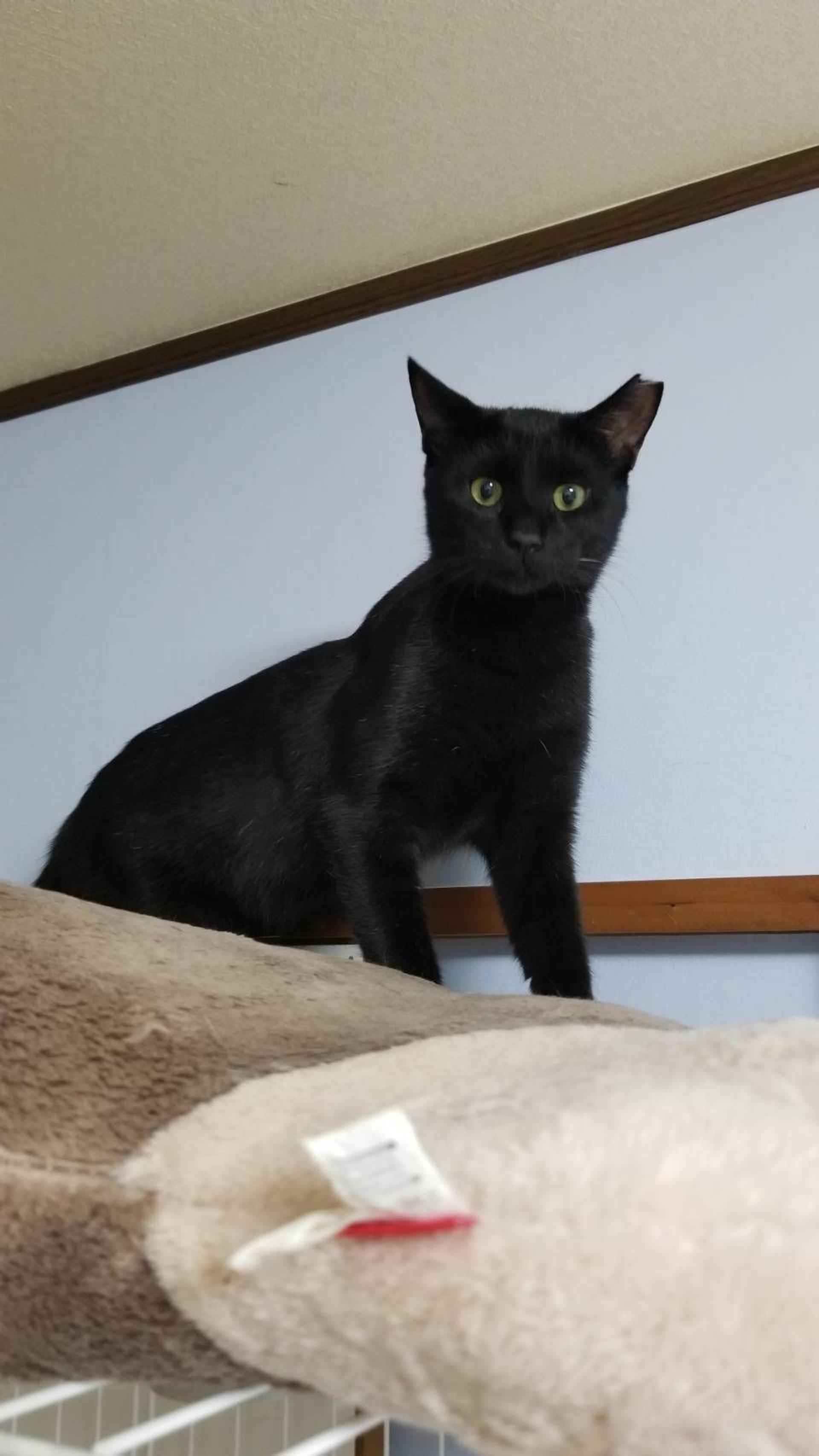 pet-image-4