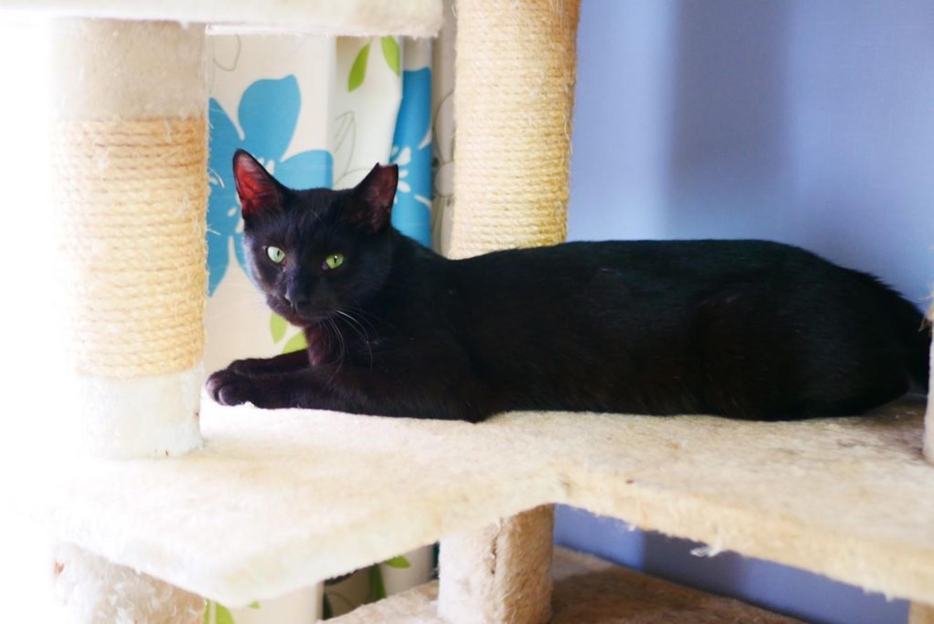 pet-image-5