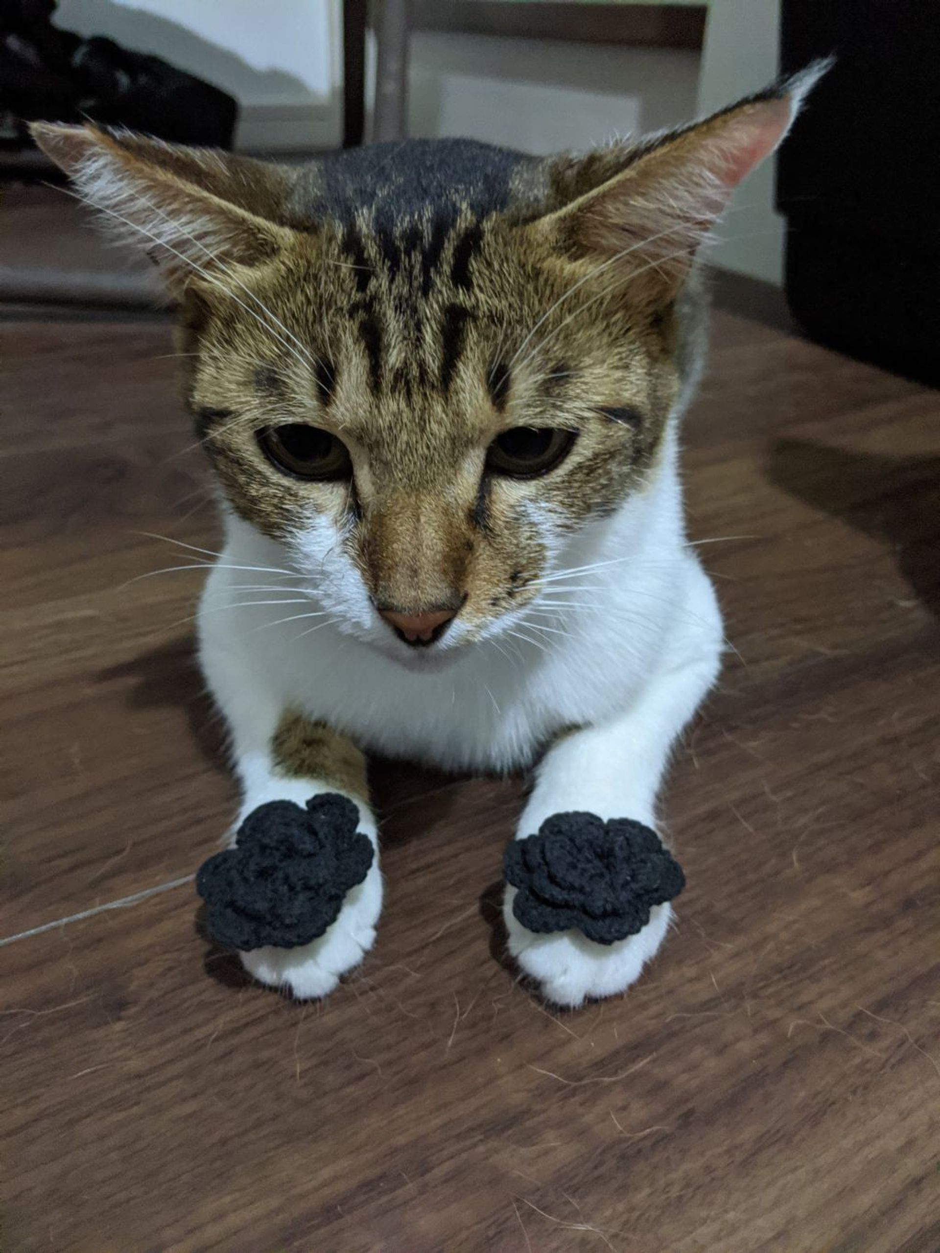 雑種（ミックス猫）・オスの里親募集の写真