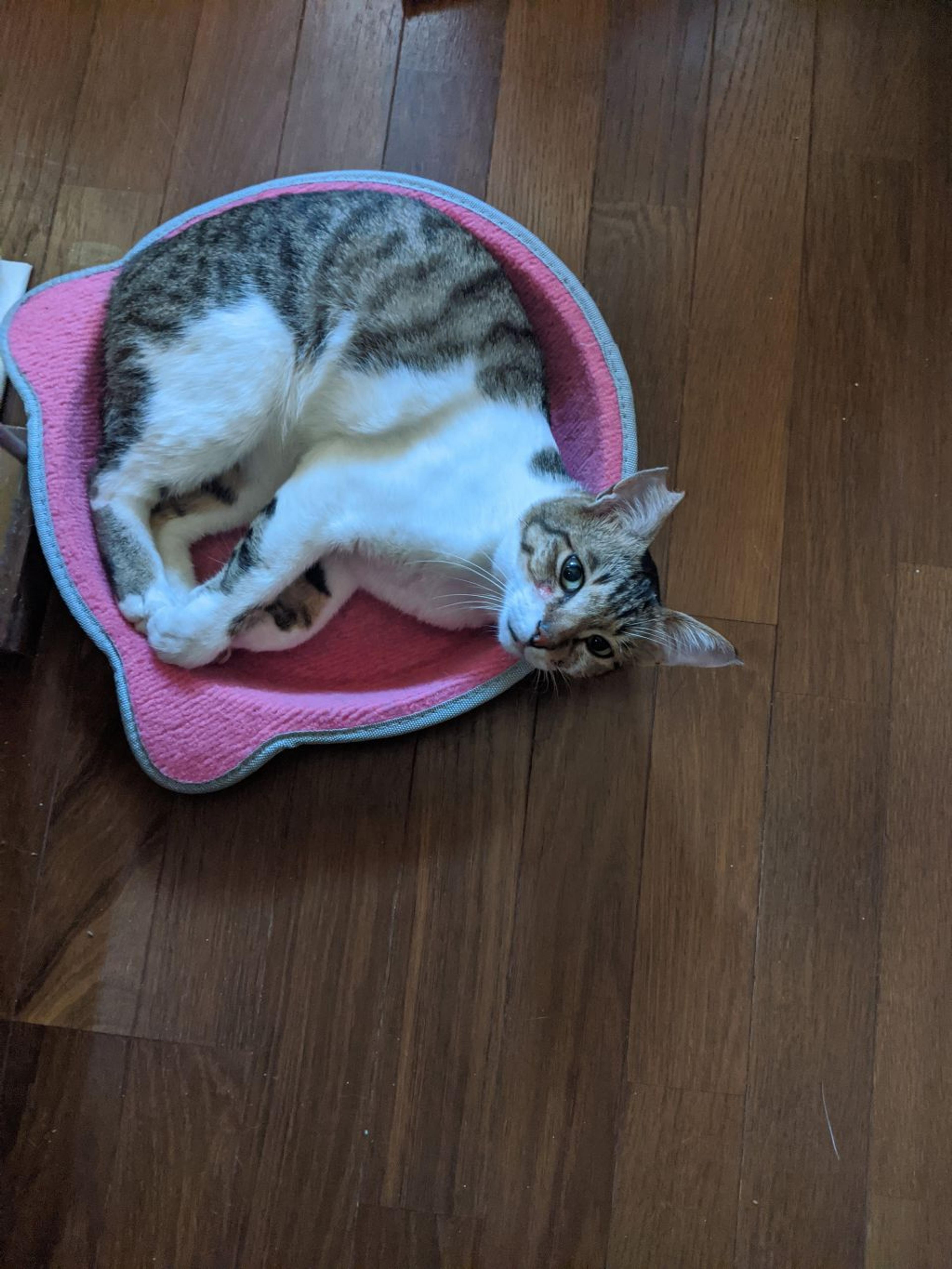 pet-image-2