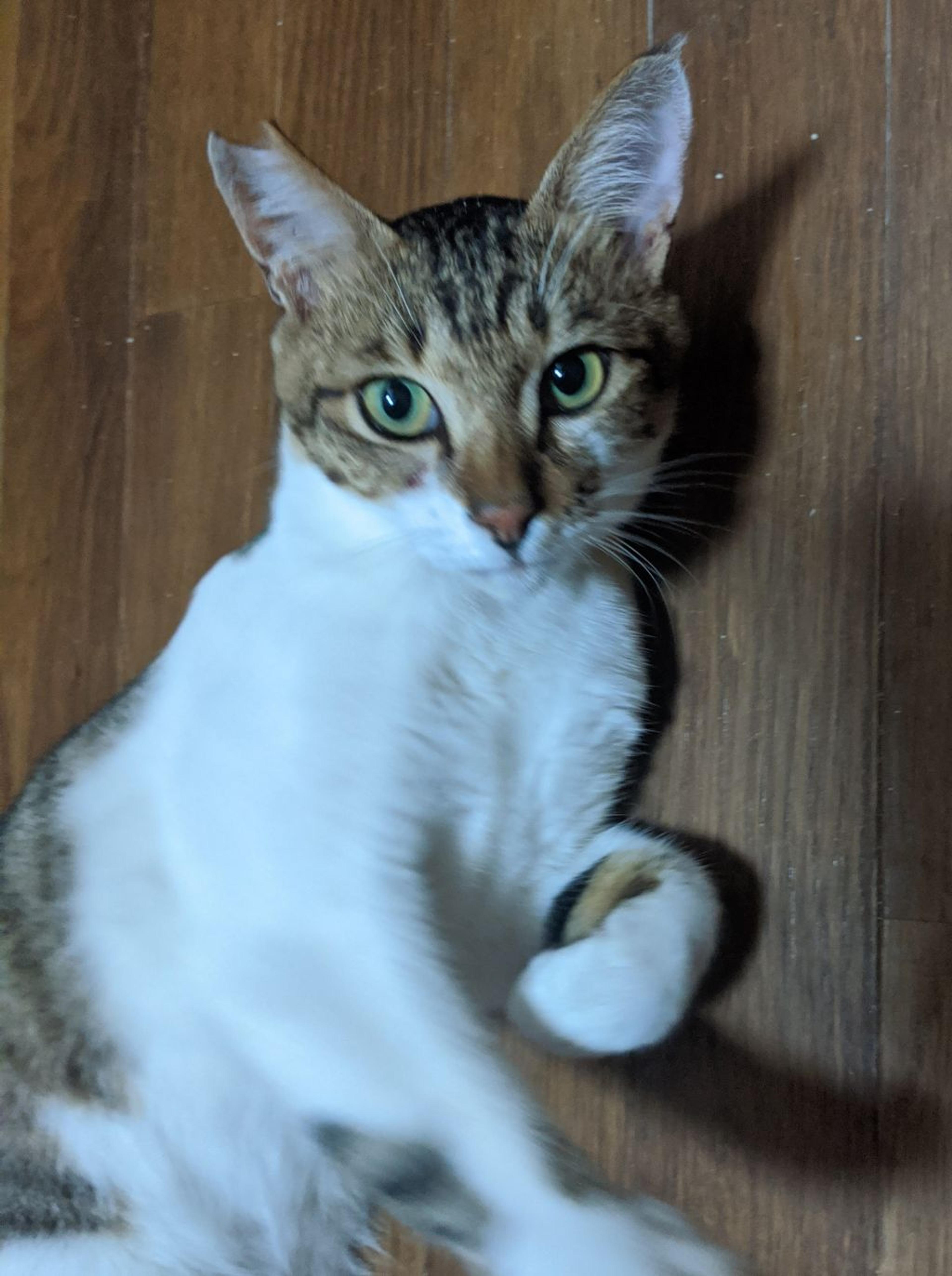 pet-image-4