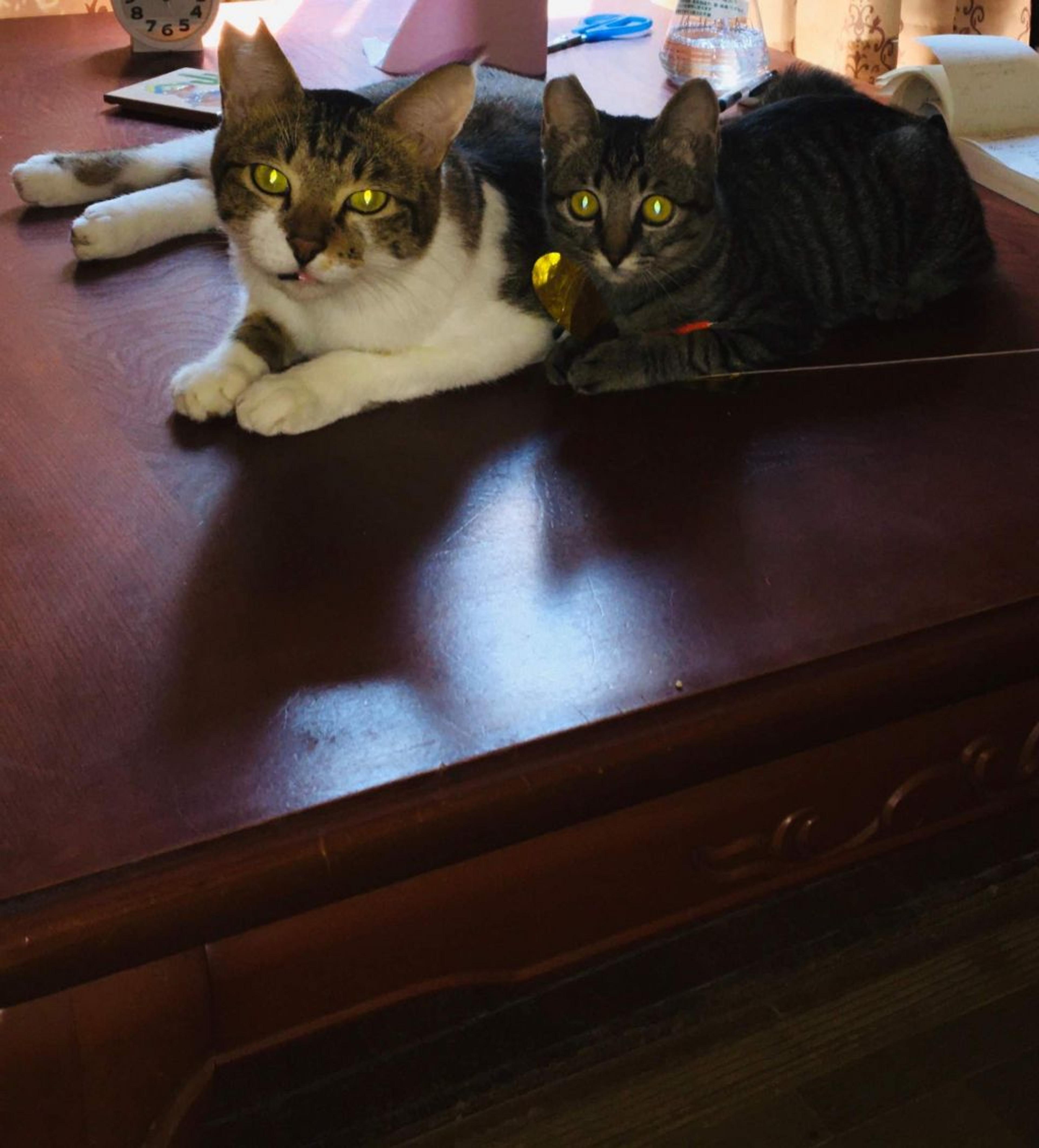 pet-image-5