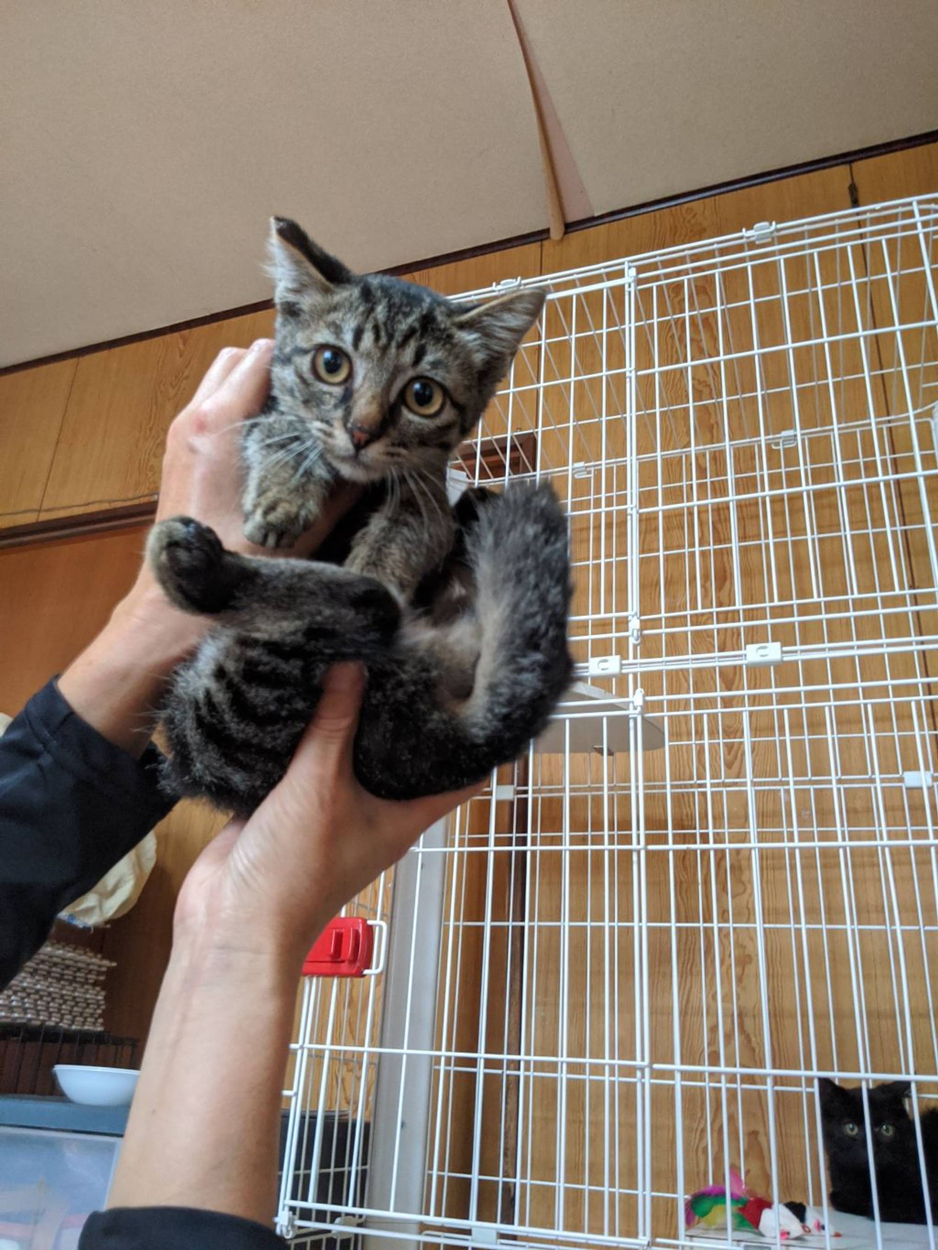 雑種（ミックス猫）・メスの里親募集の写真