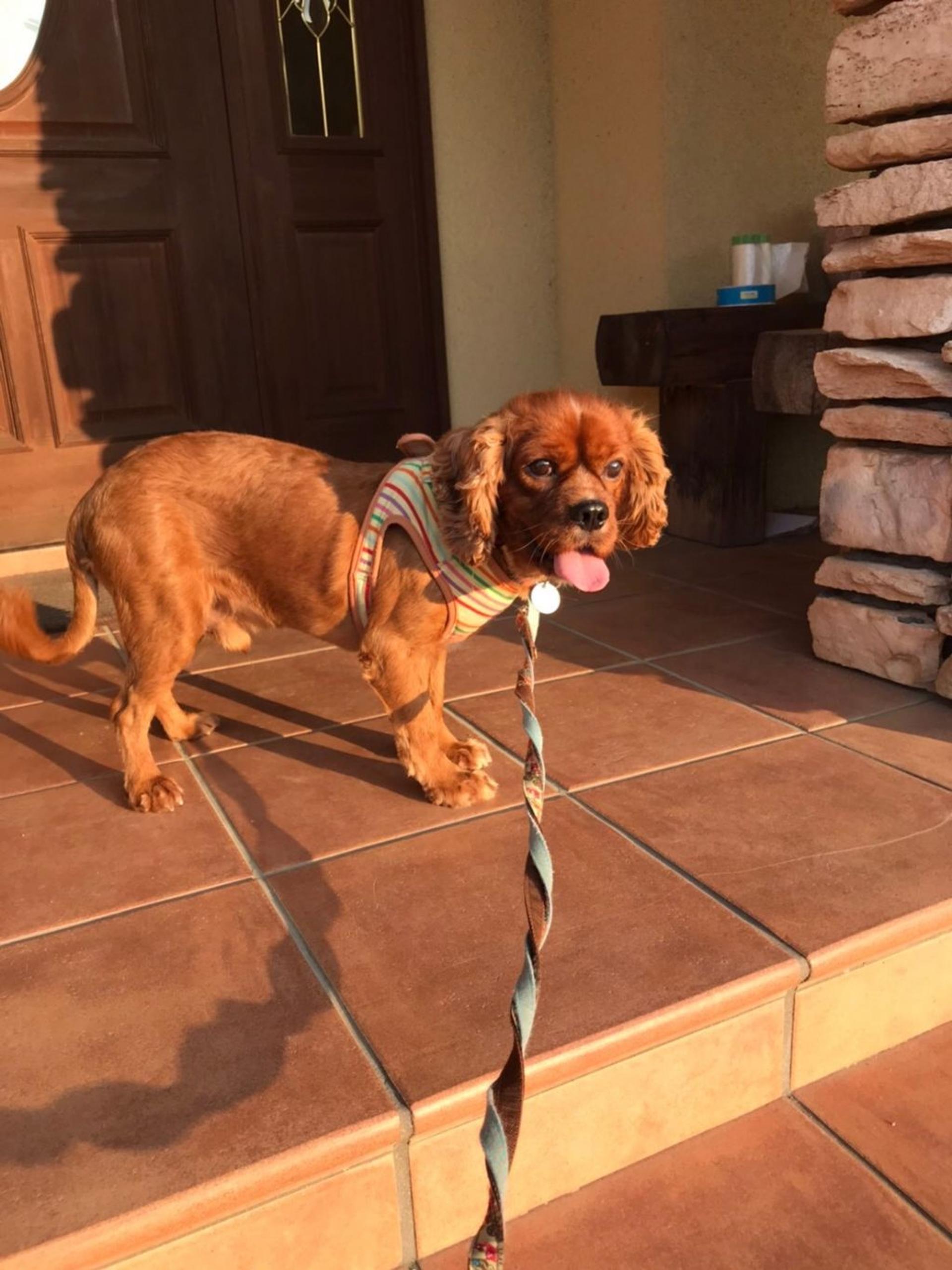 pet-image-2