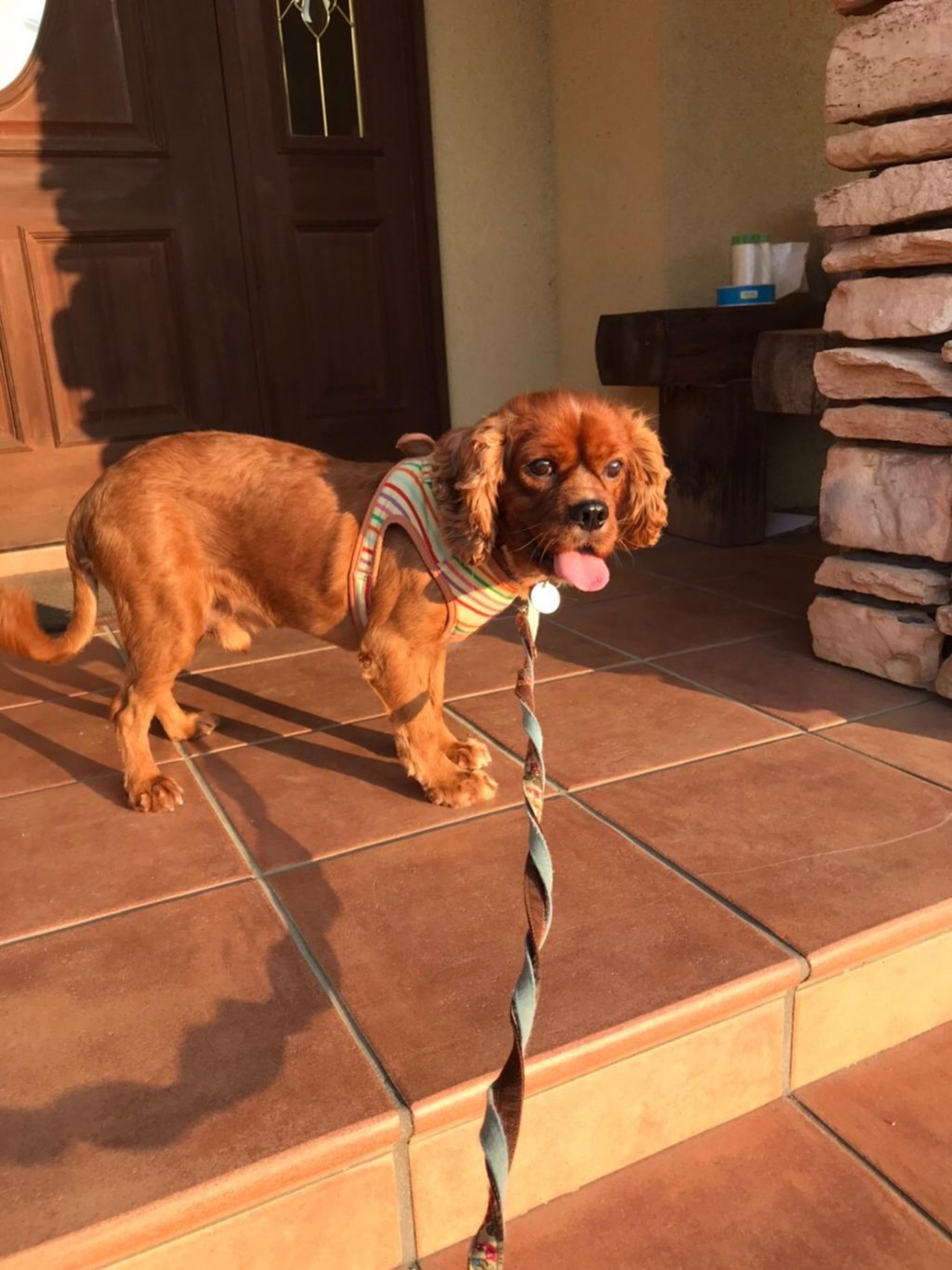 pet-image-2