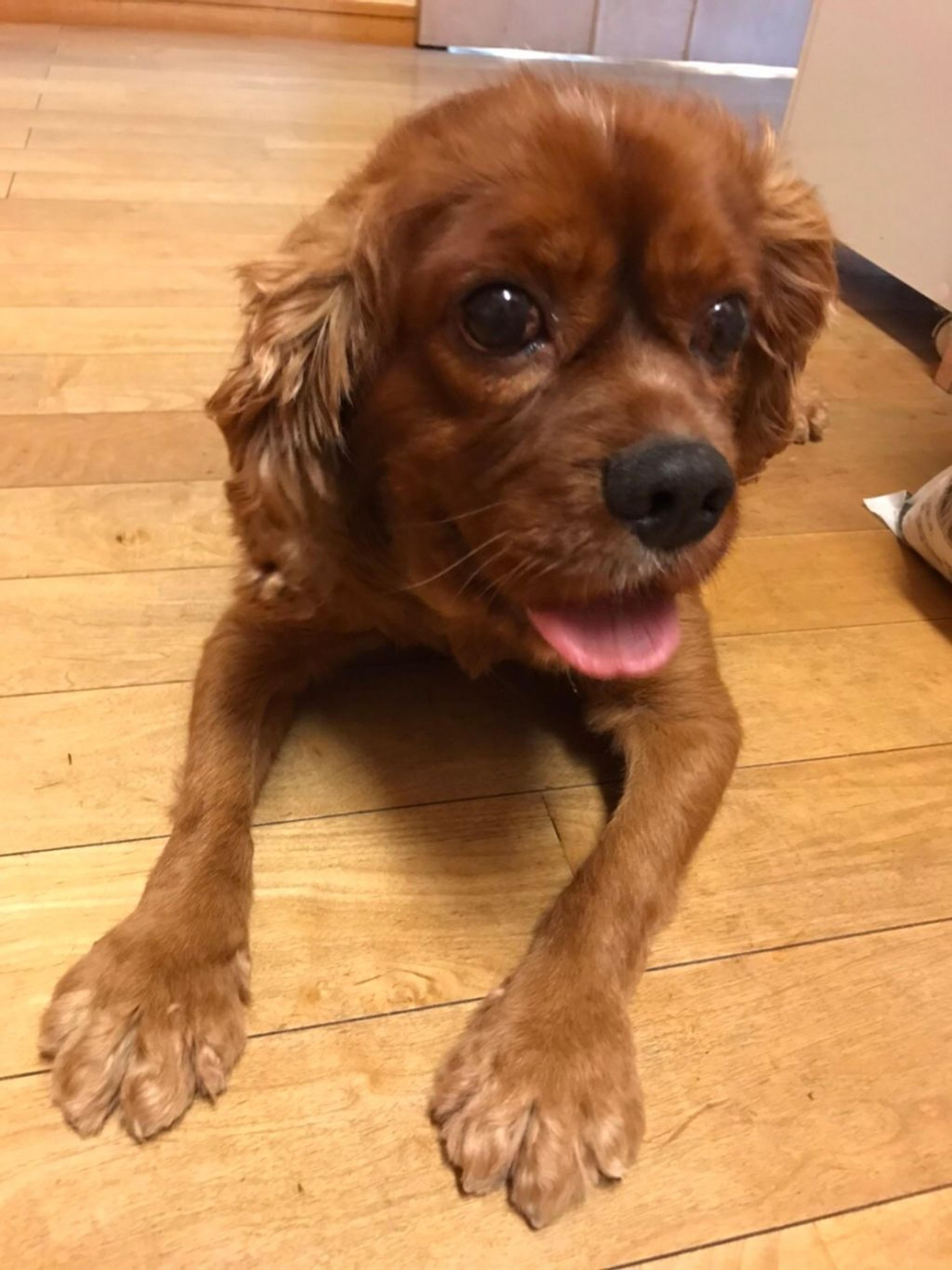 pet-image-3