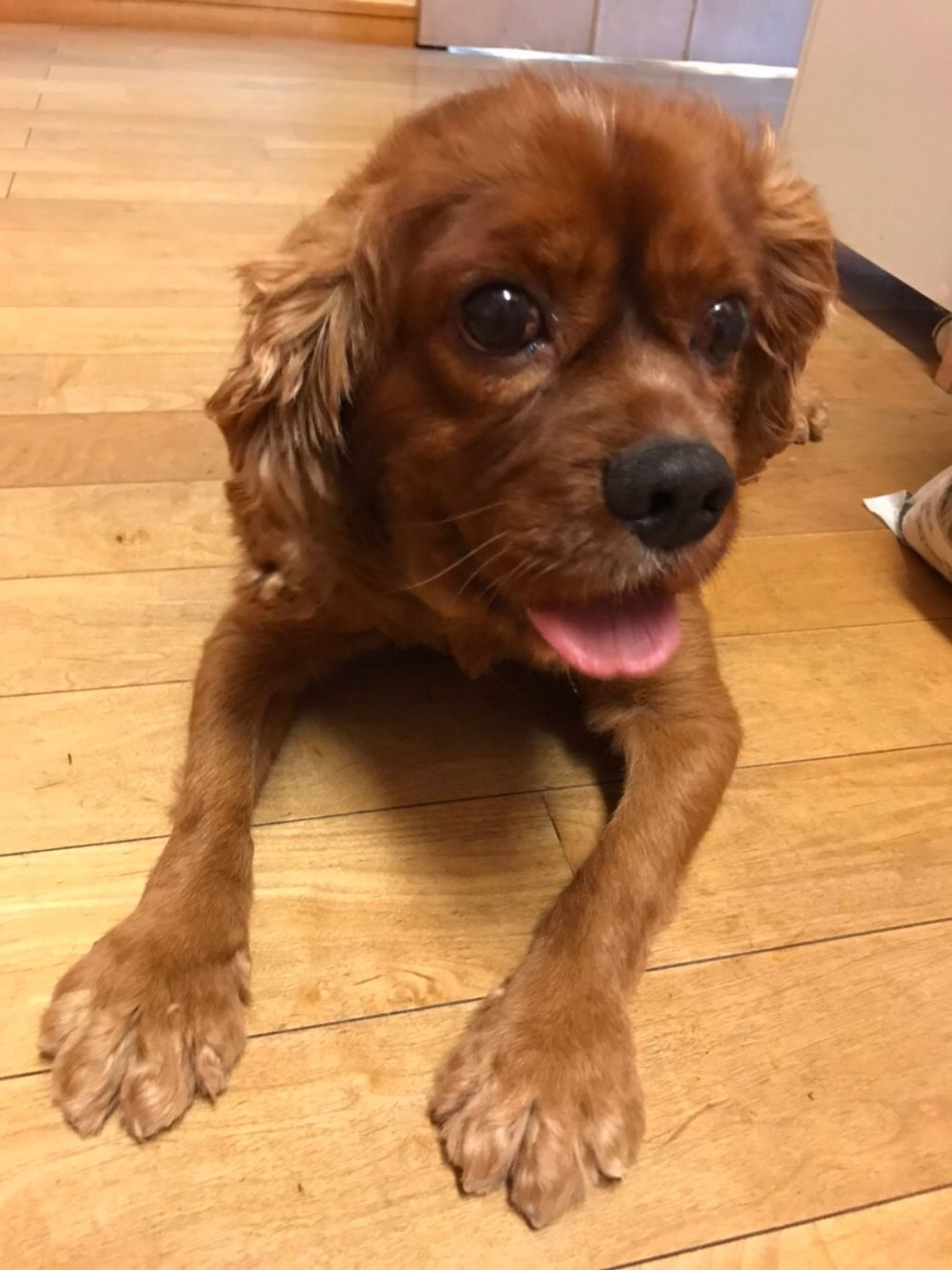 pet-image-3