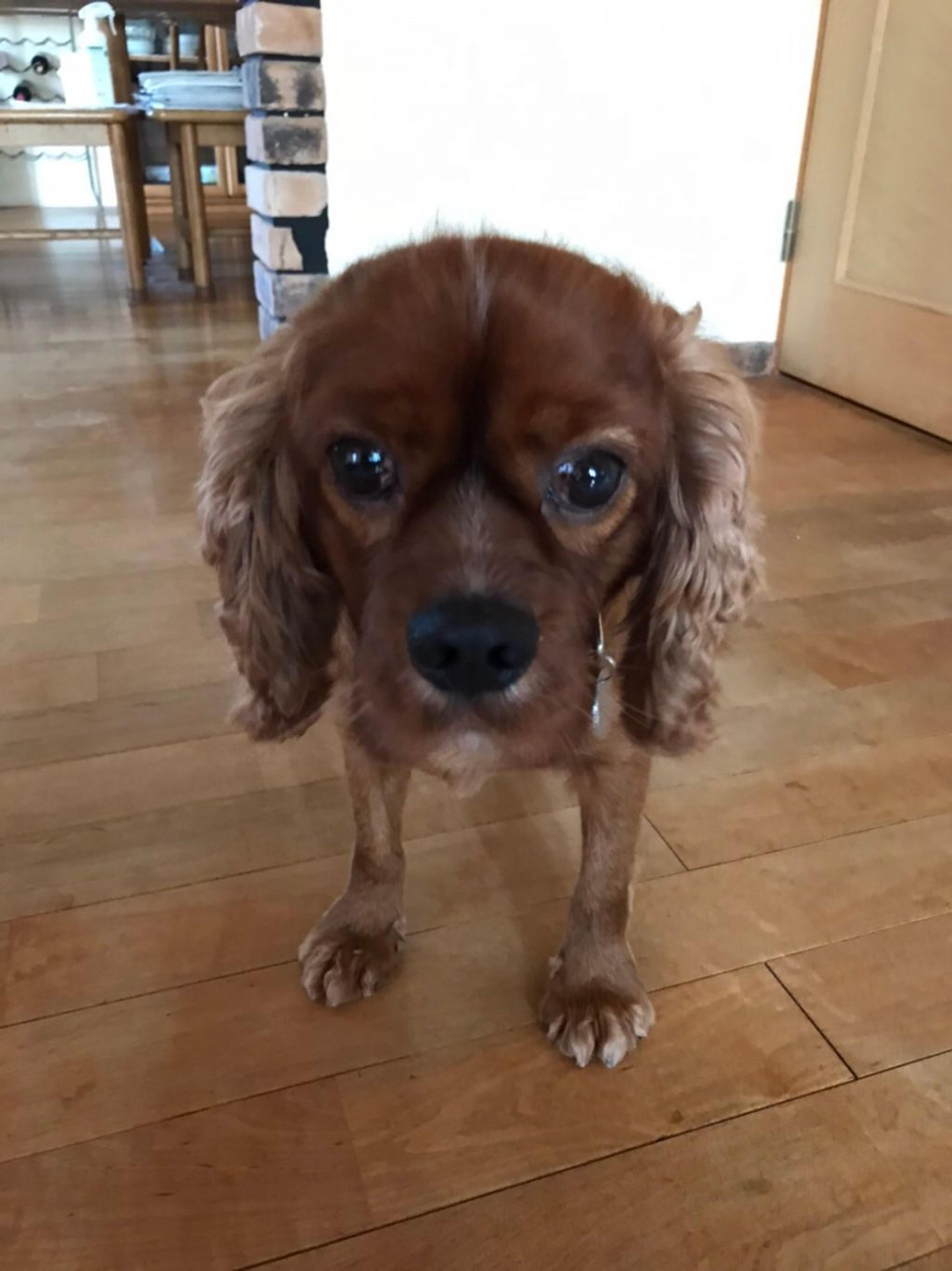 pet-image-4