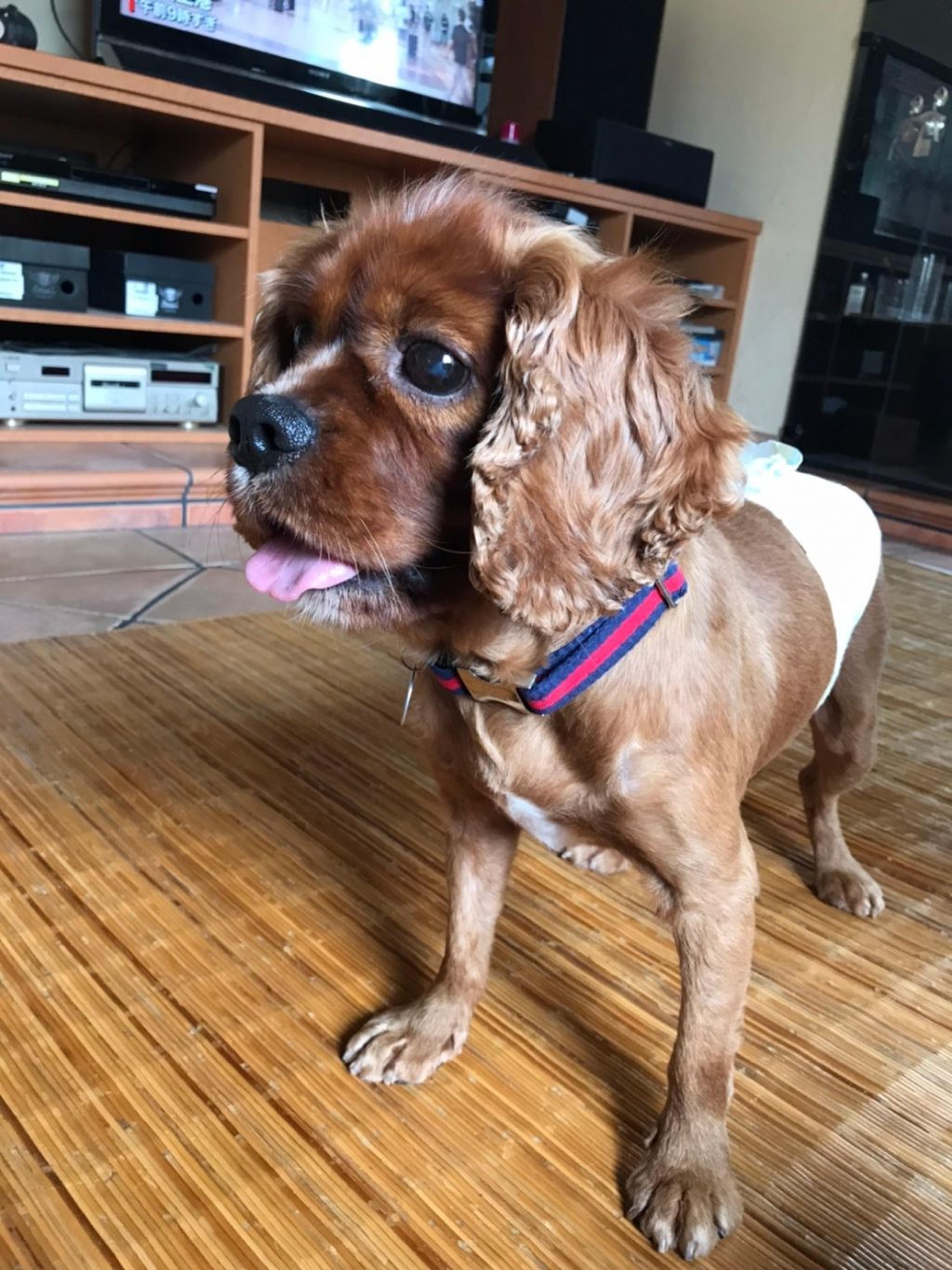 pet-image-5