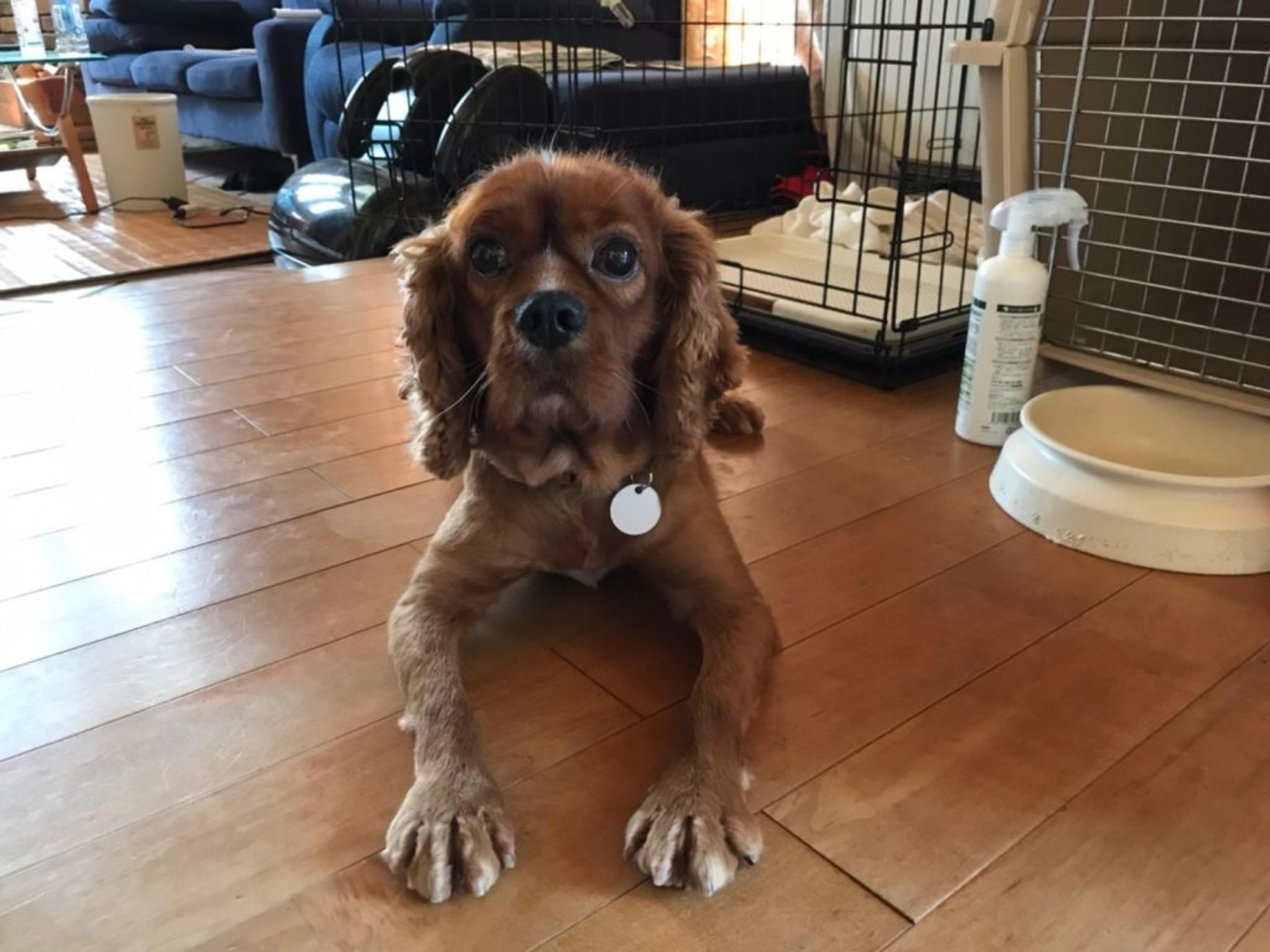 pet-image-6