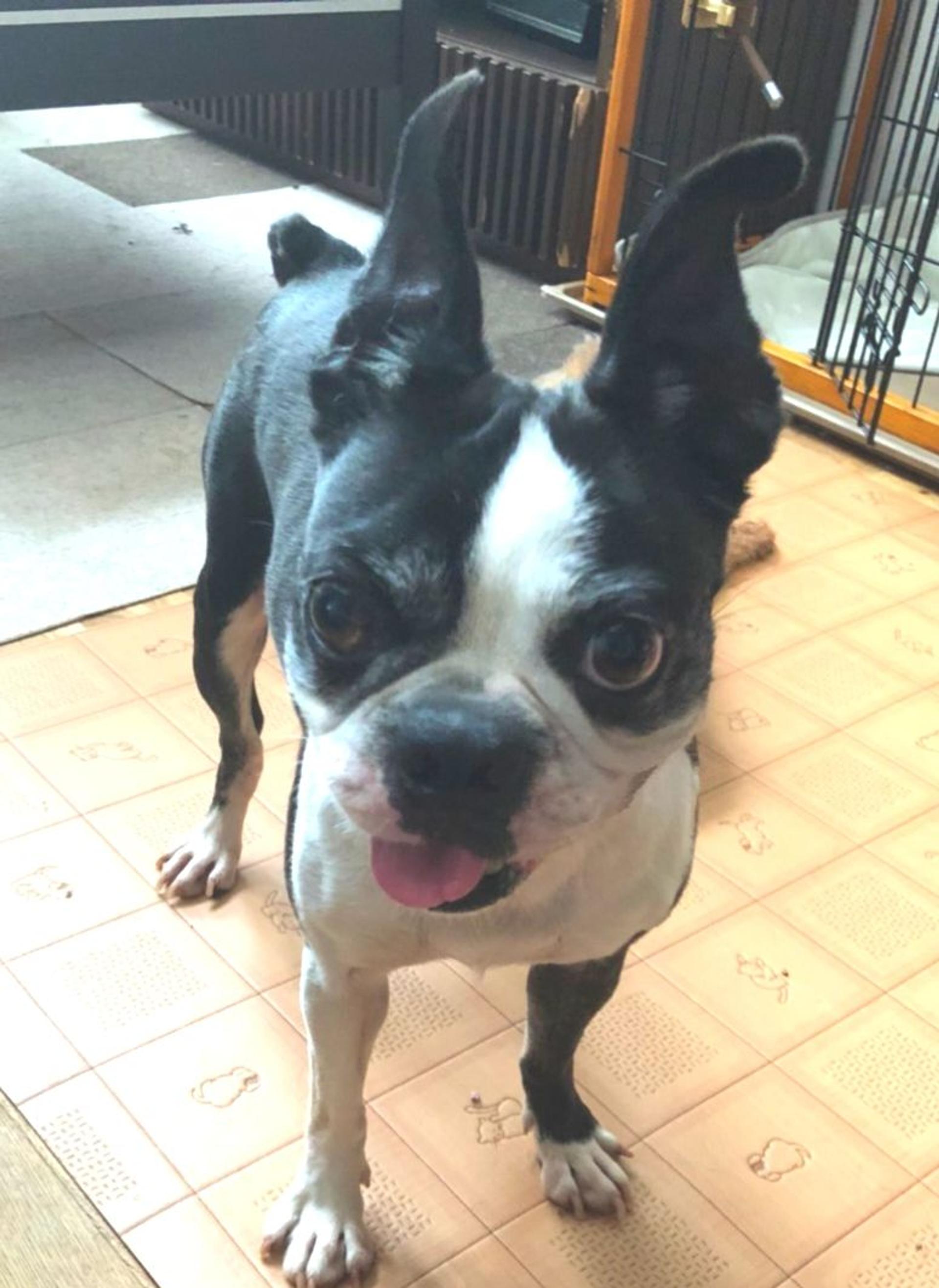 pet-image-3