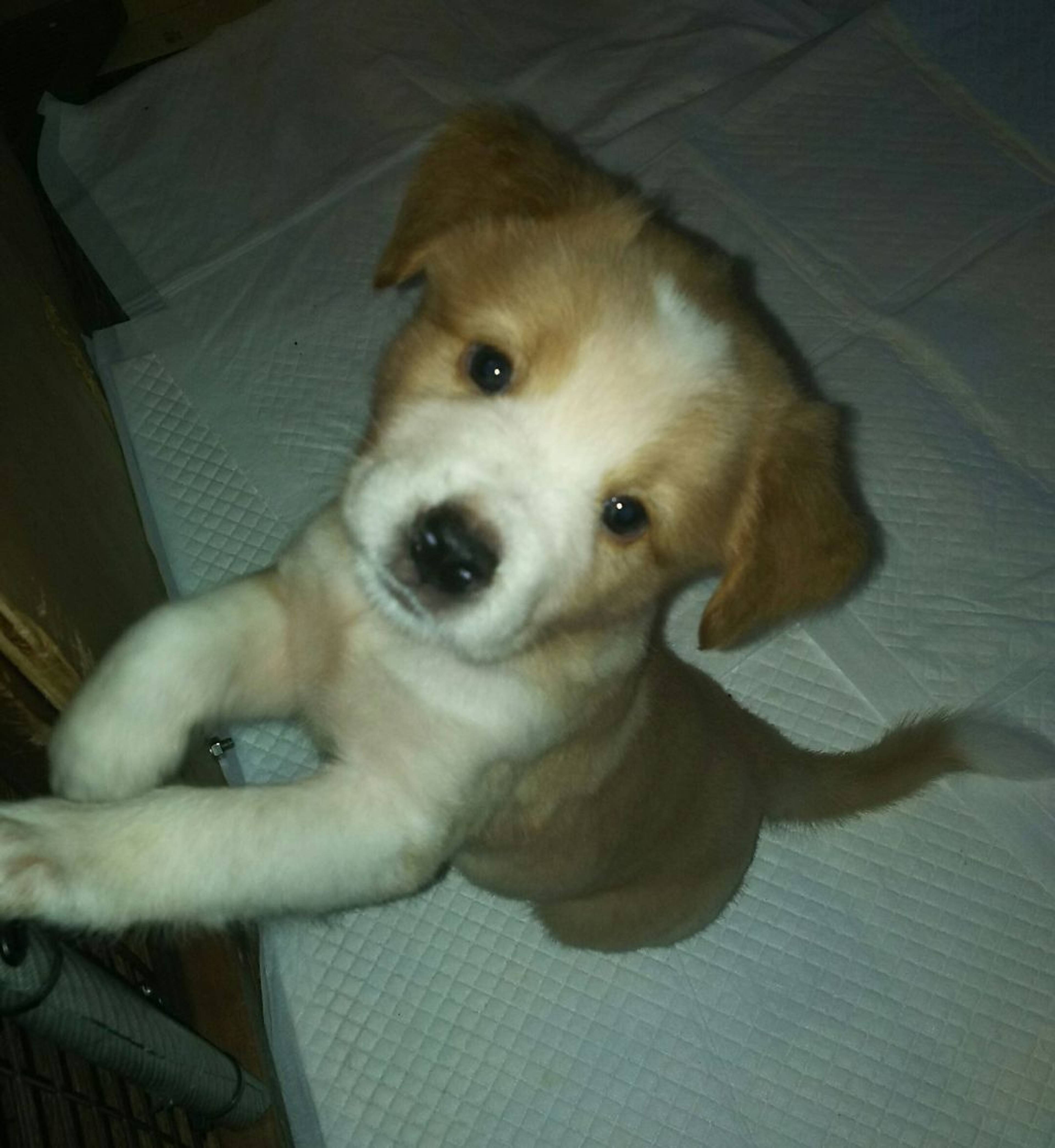 雑種（ミックス犬）・オスの里親募集の写真