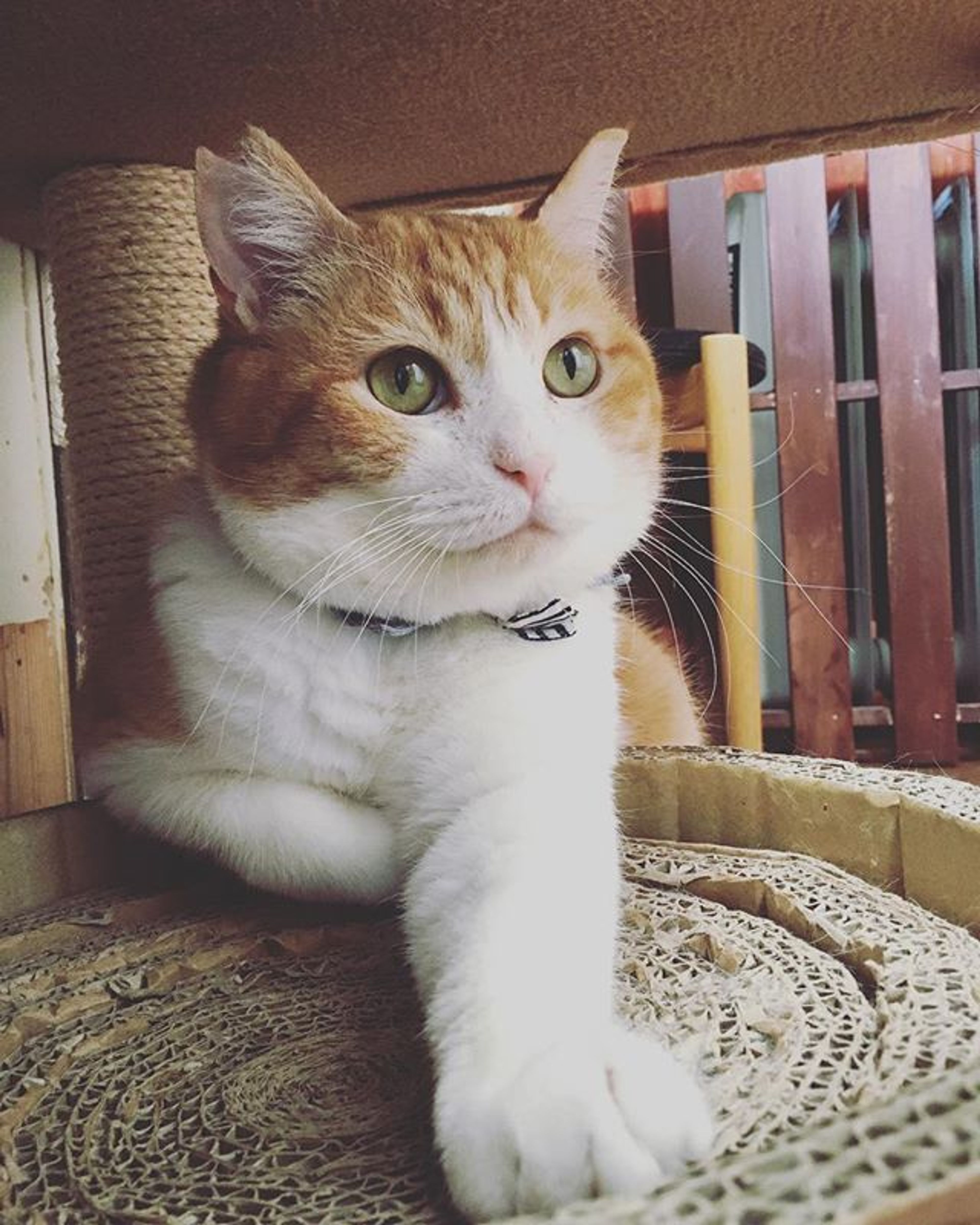 雑種（ミックス猫）・オスの里親募集の写真