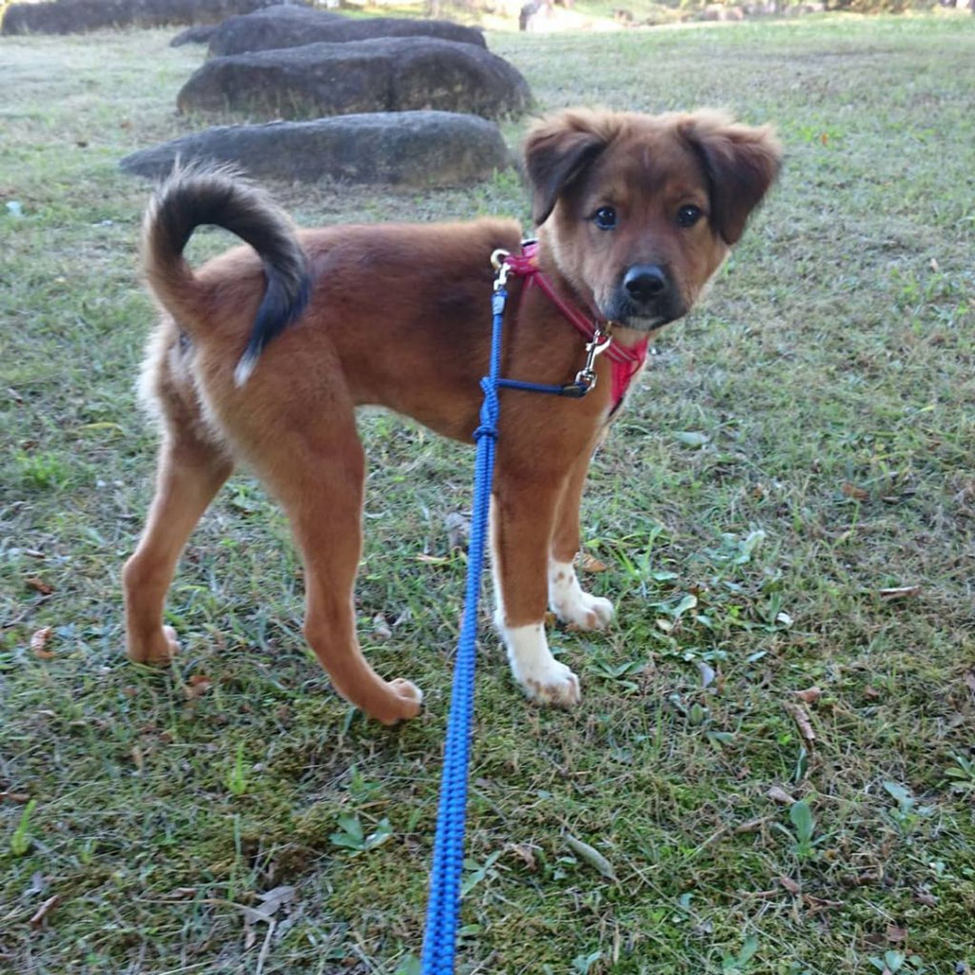 雑種（ミックス犬）・オスの里親募集の写真