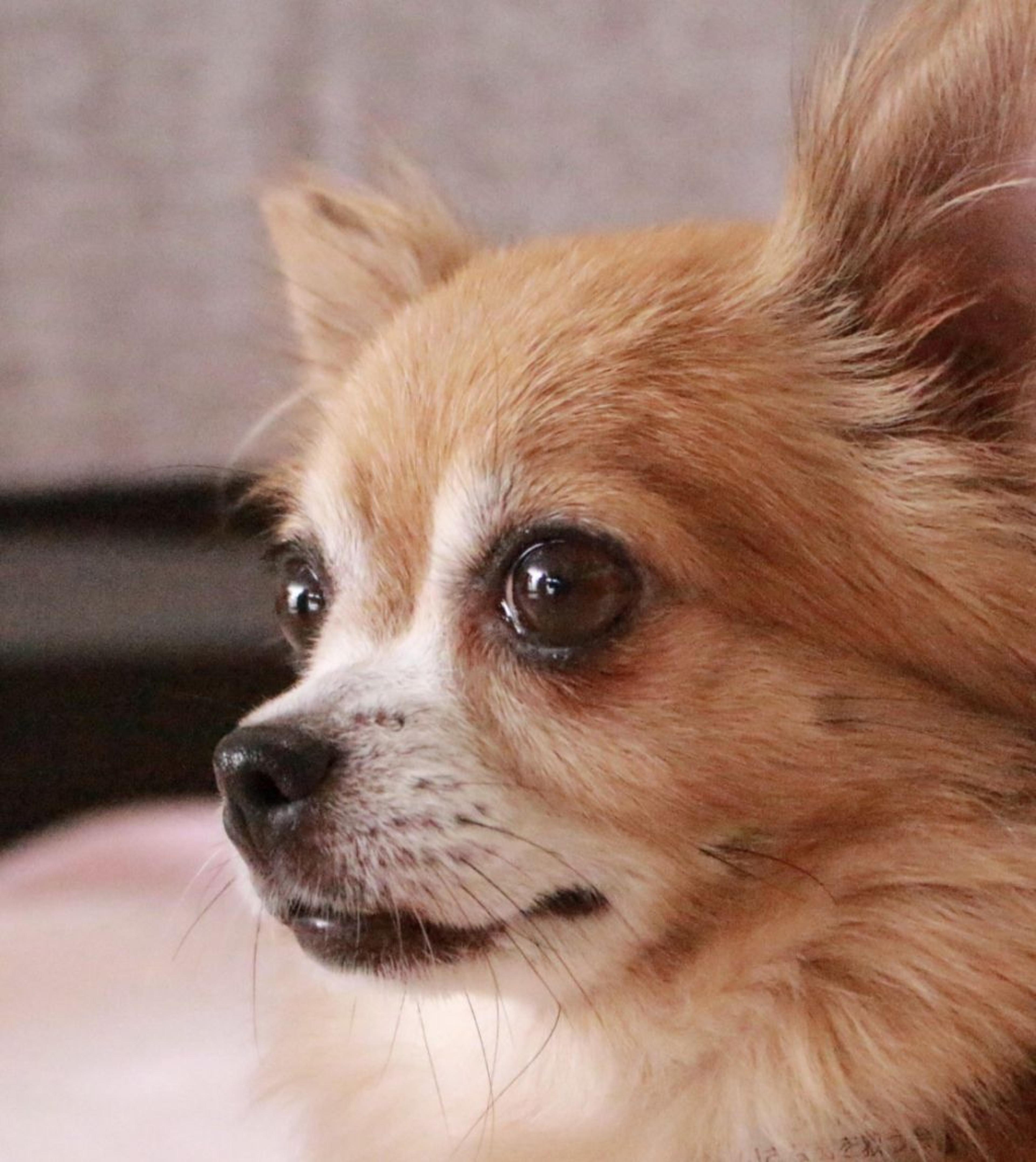 pet-image-2
