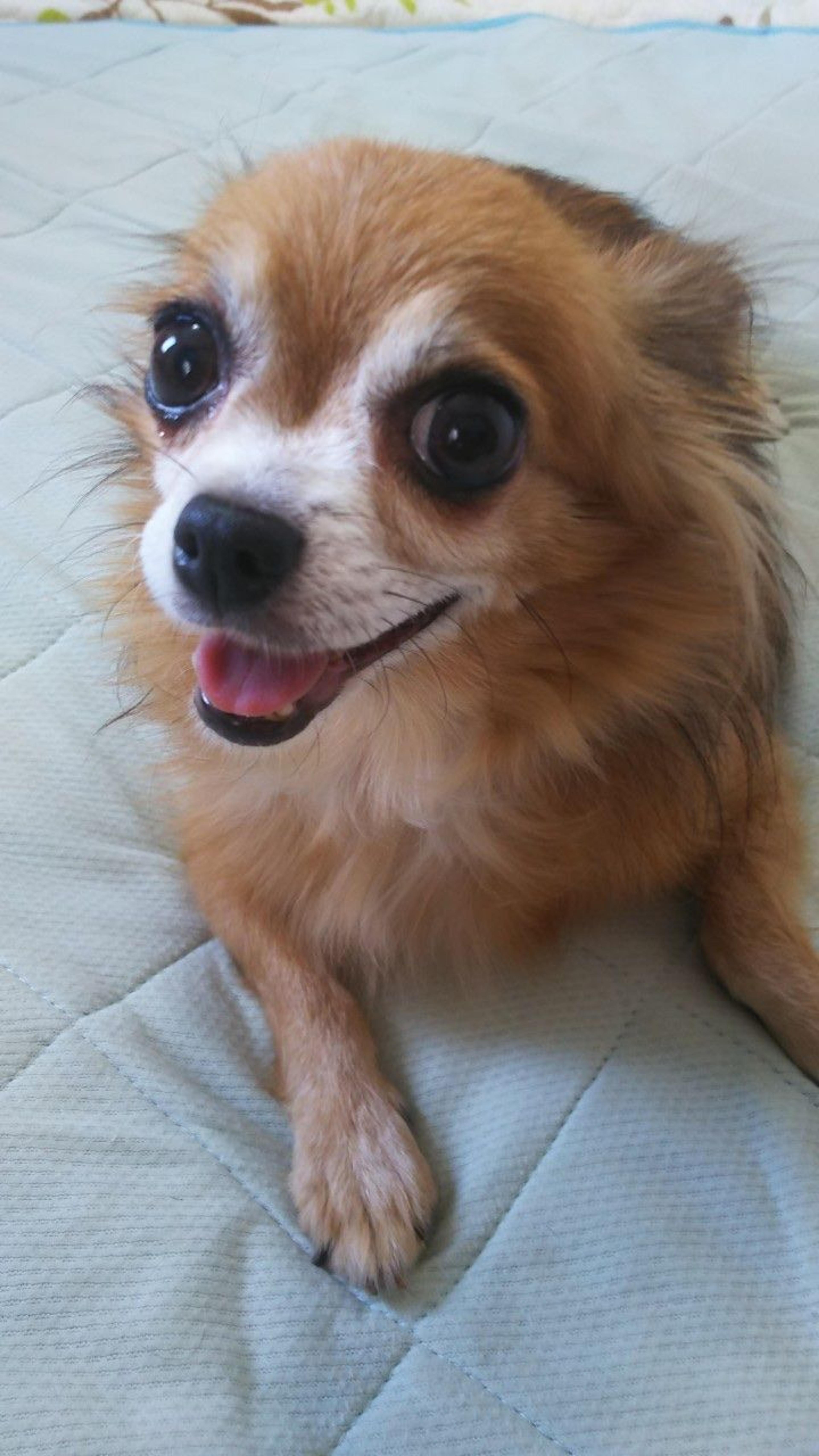 pet-image-3