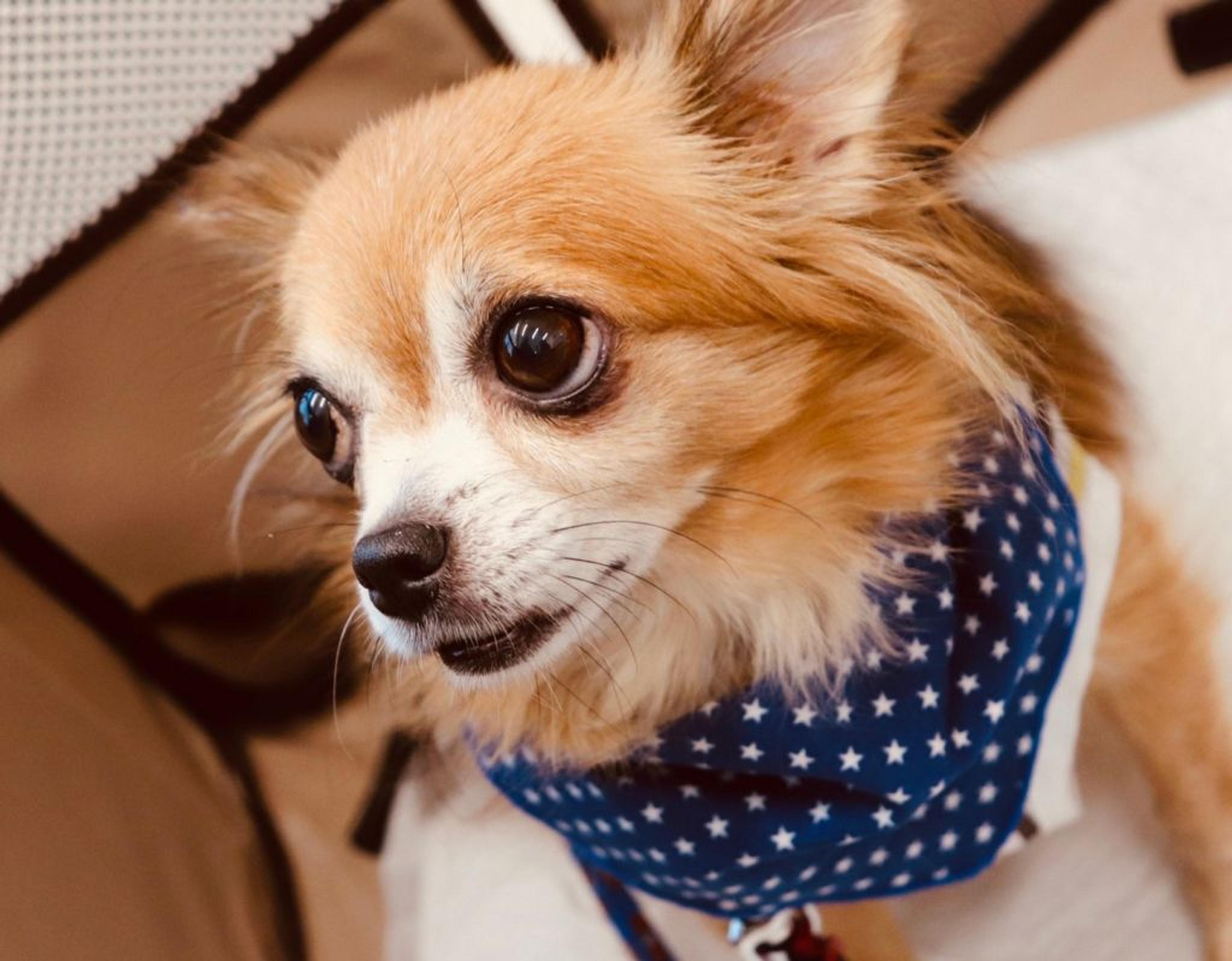 pet-image-4
