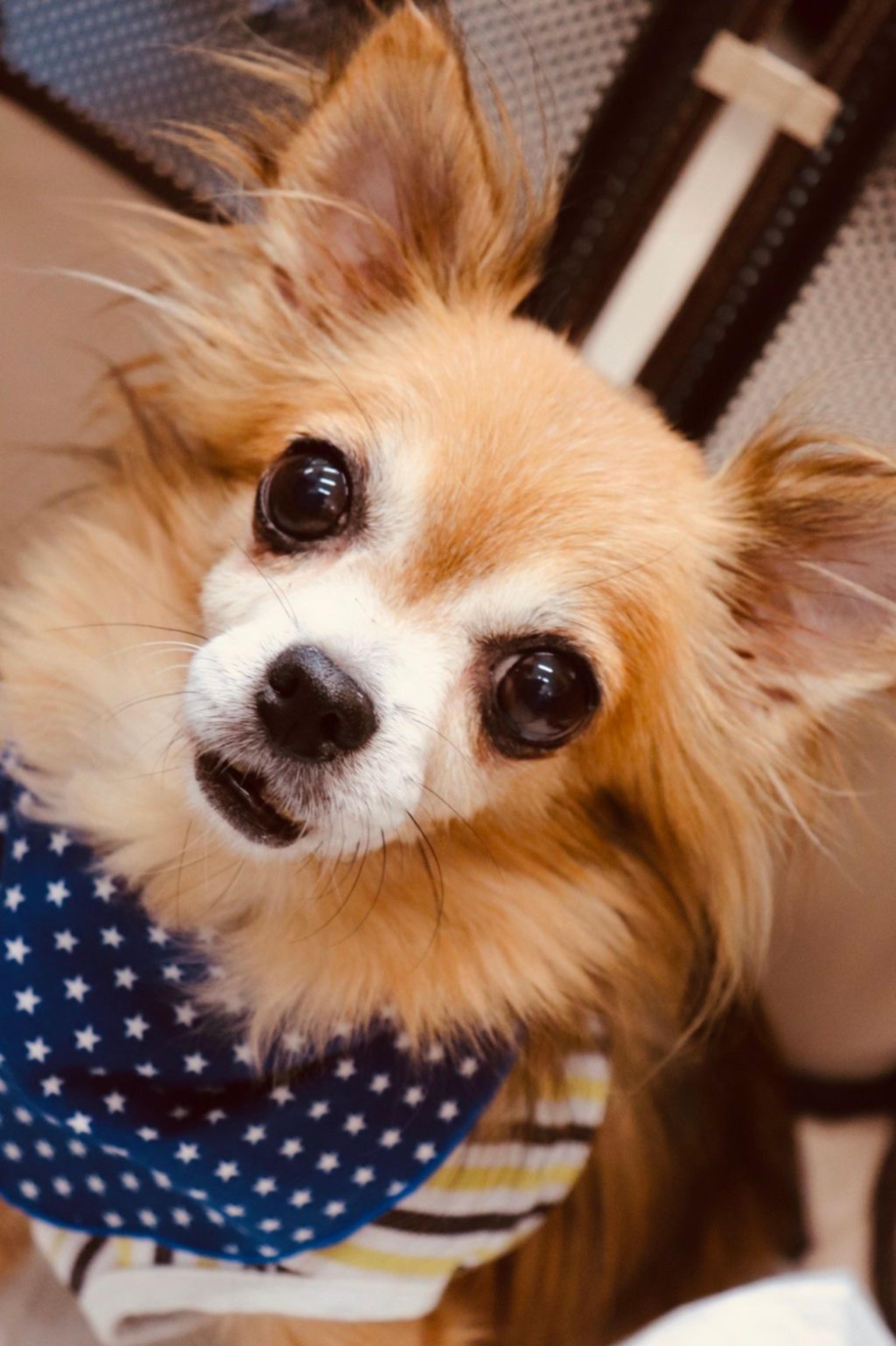 pet-image-5