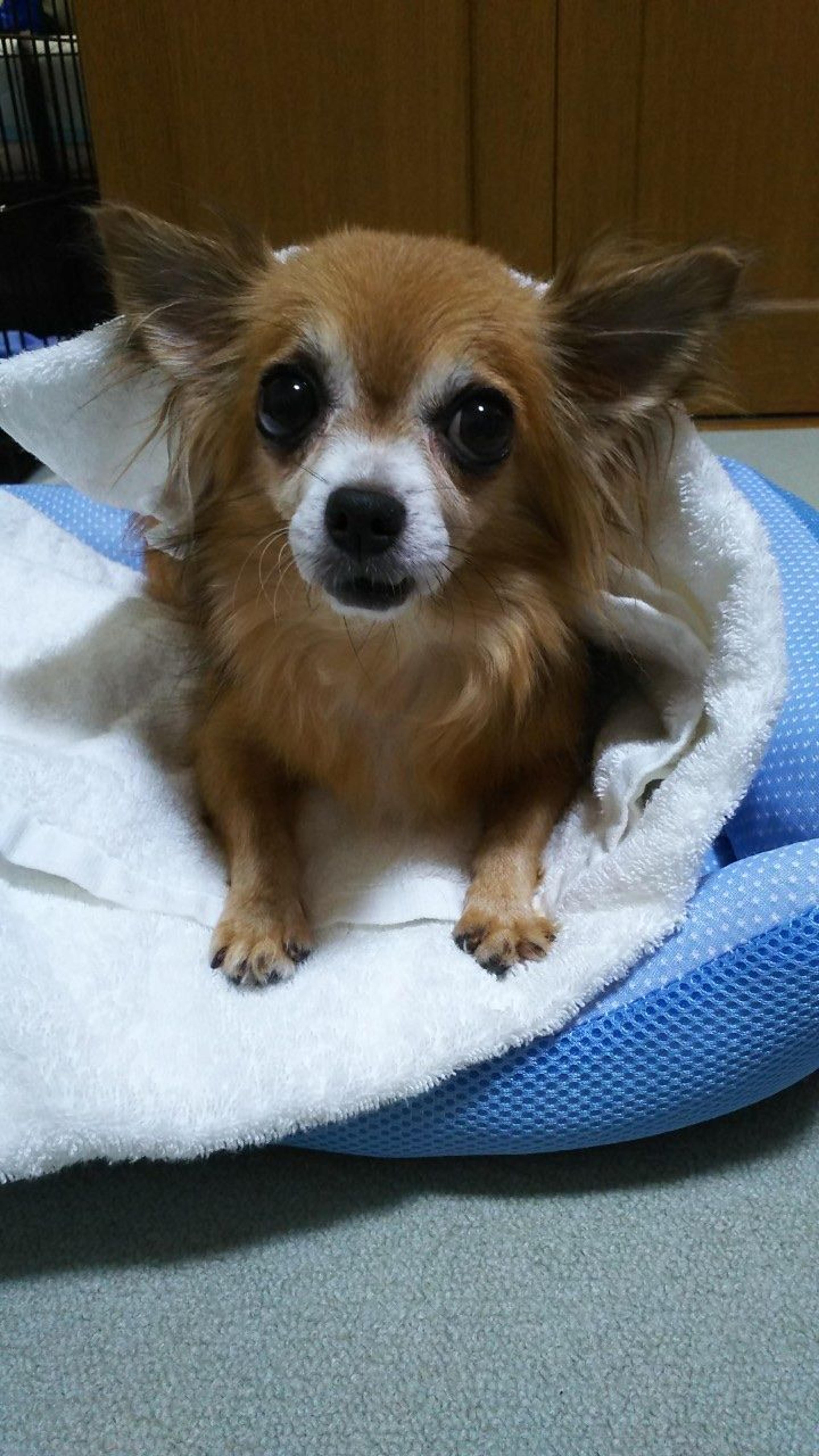 pet-image-6