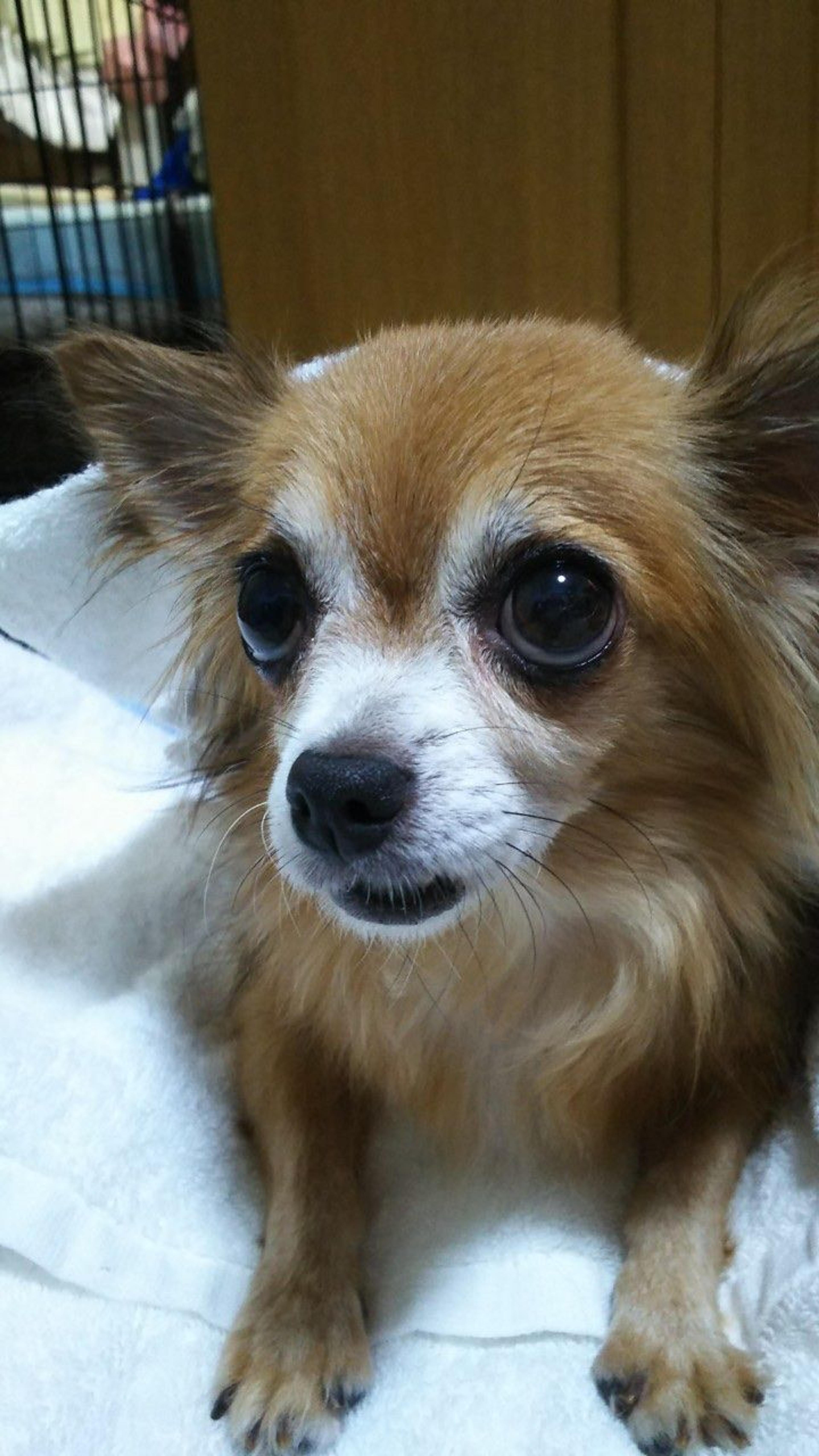 pet-image-7