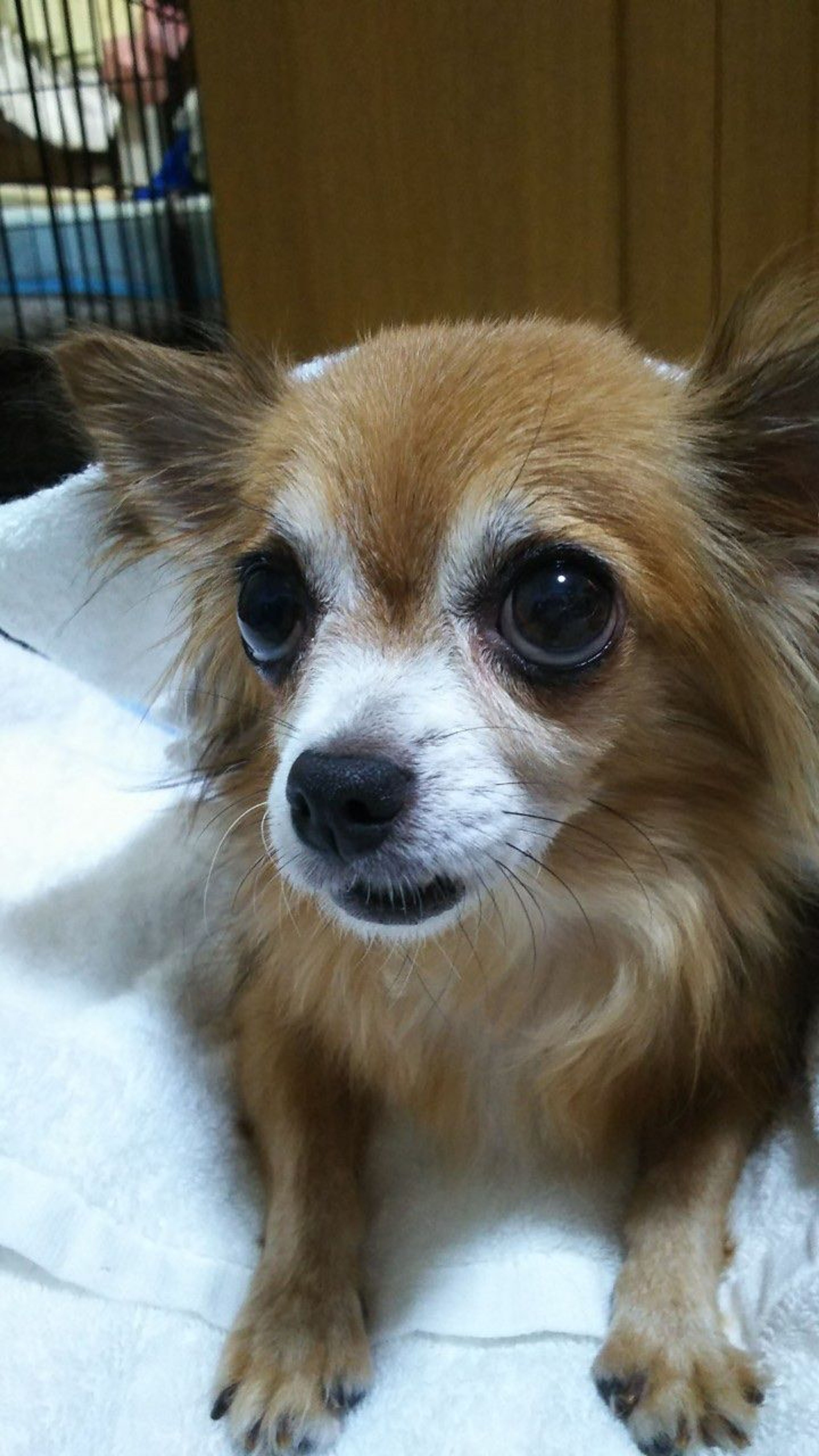 pet-image-7