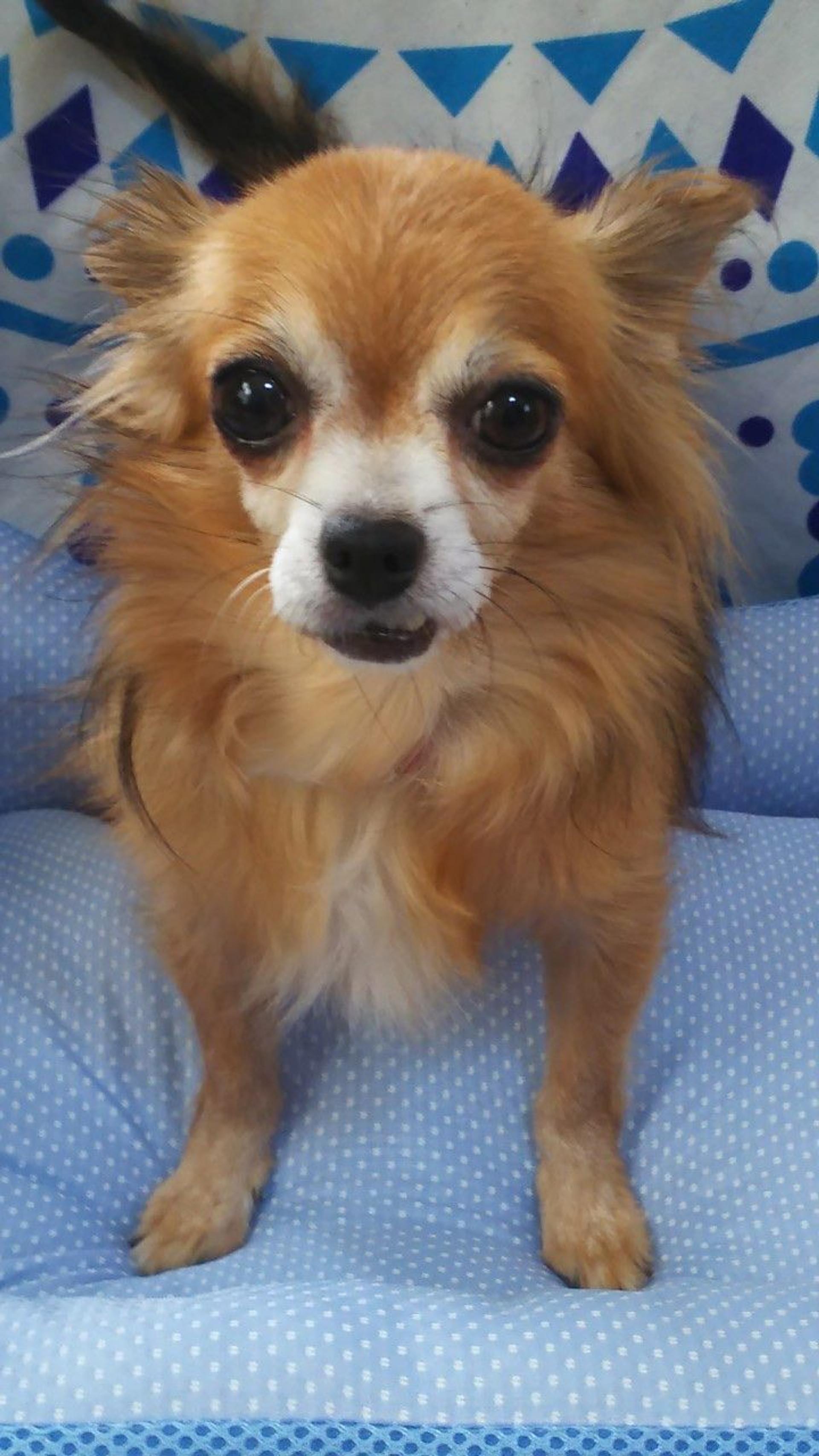 pet-image-8