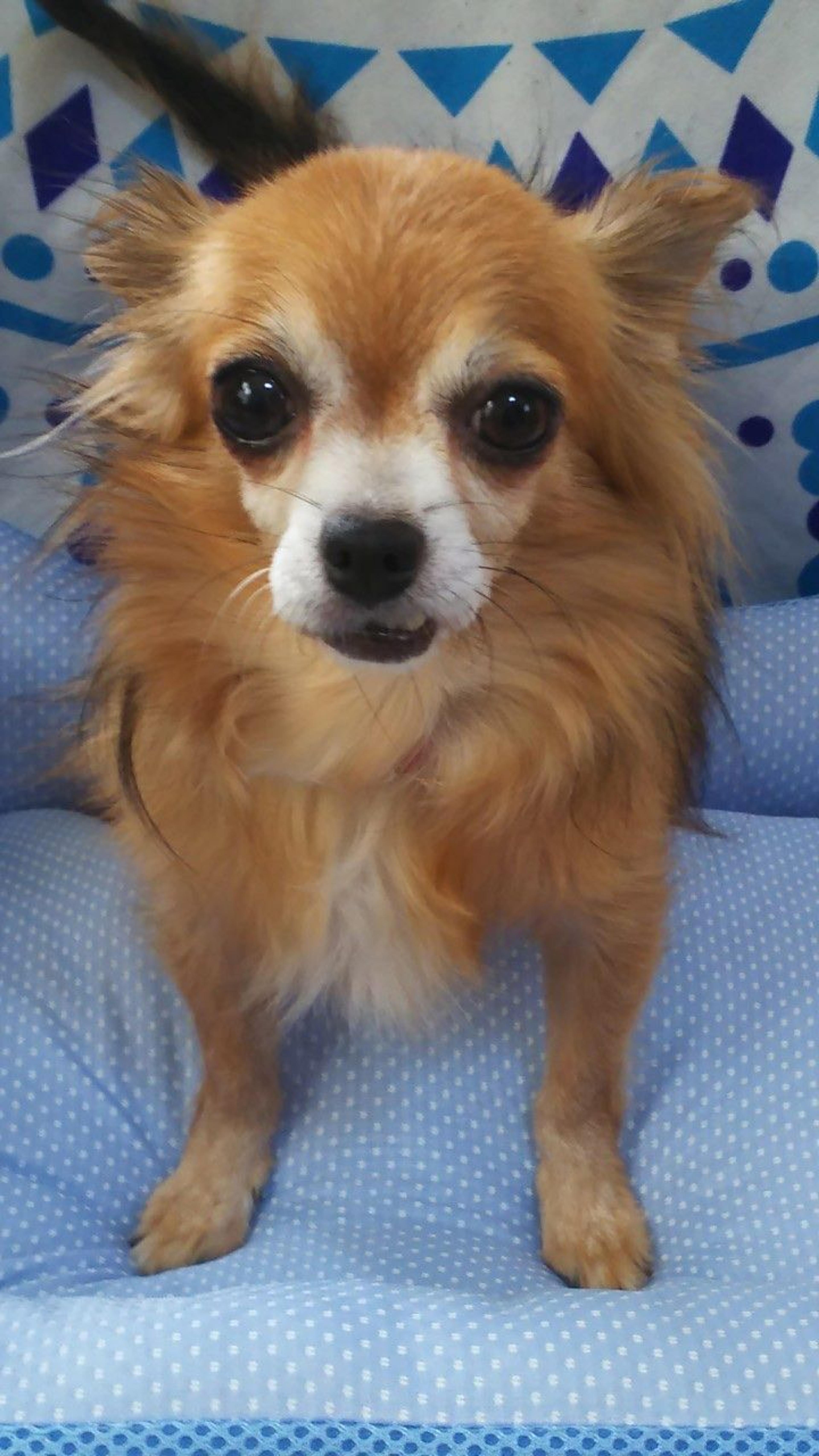 pet-image-8