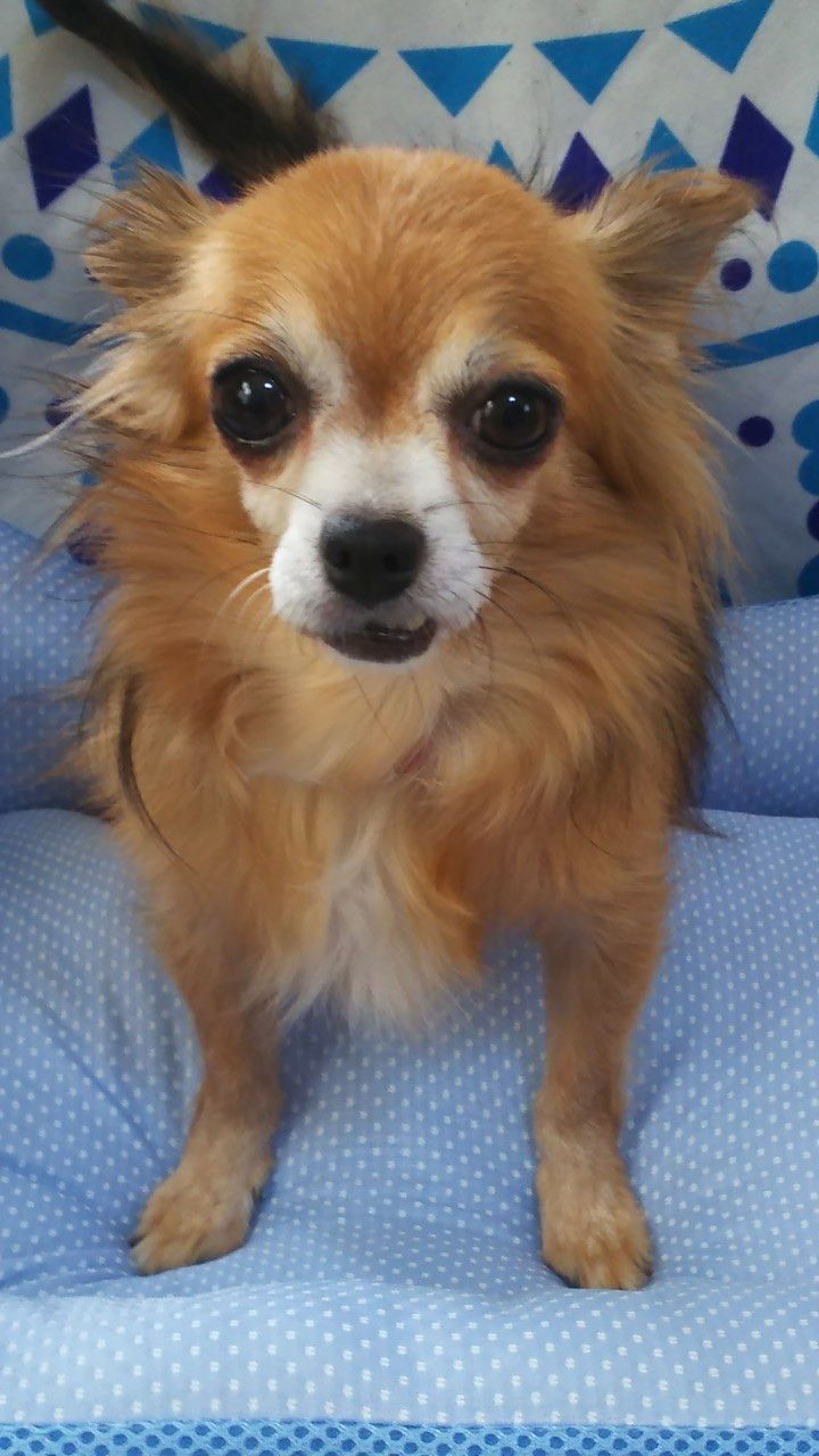 pet-image-8