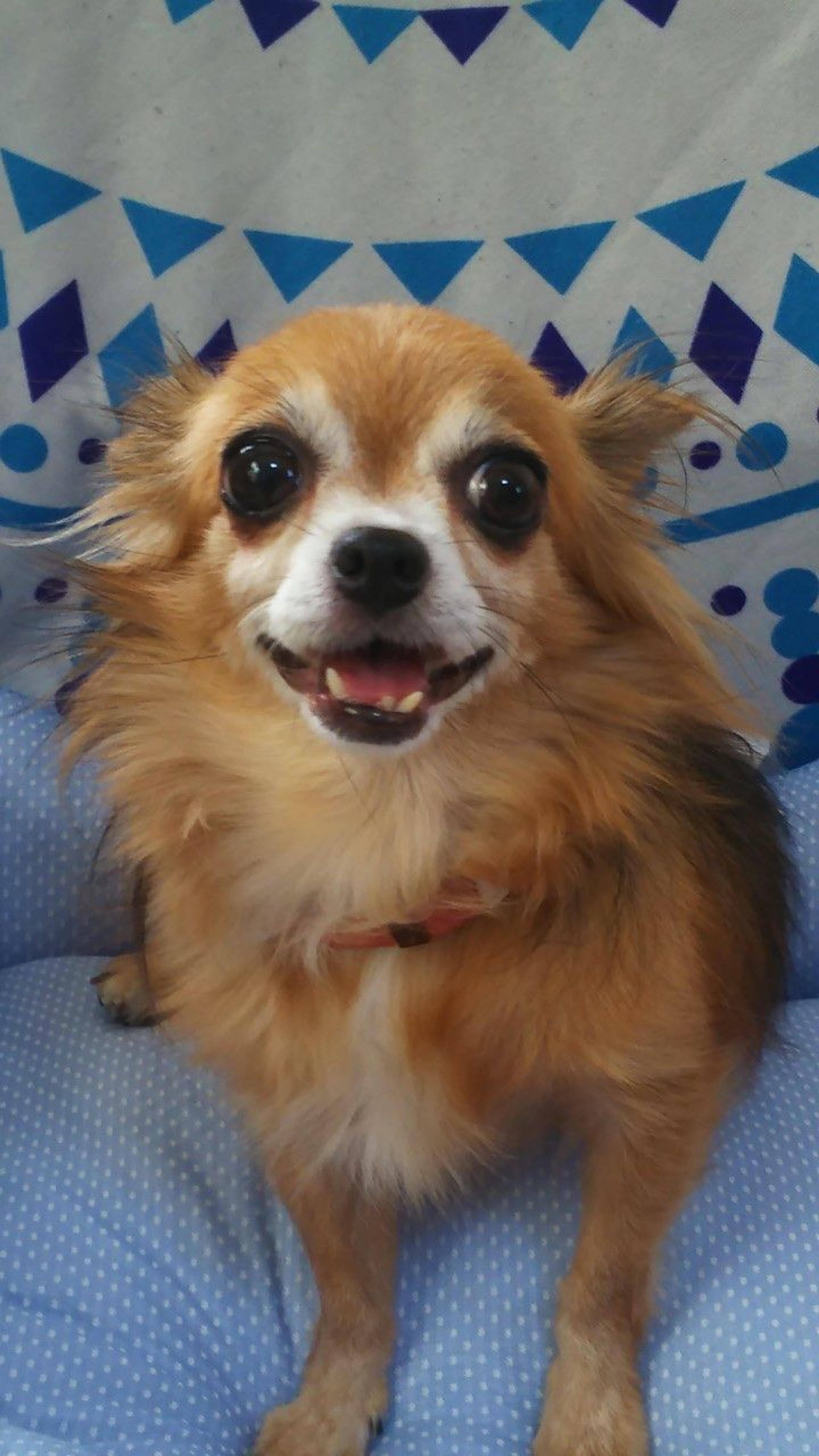 pet-image-9