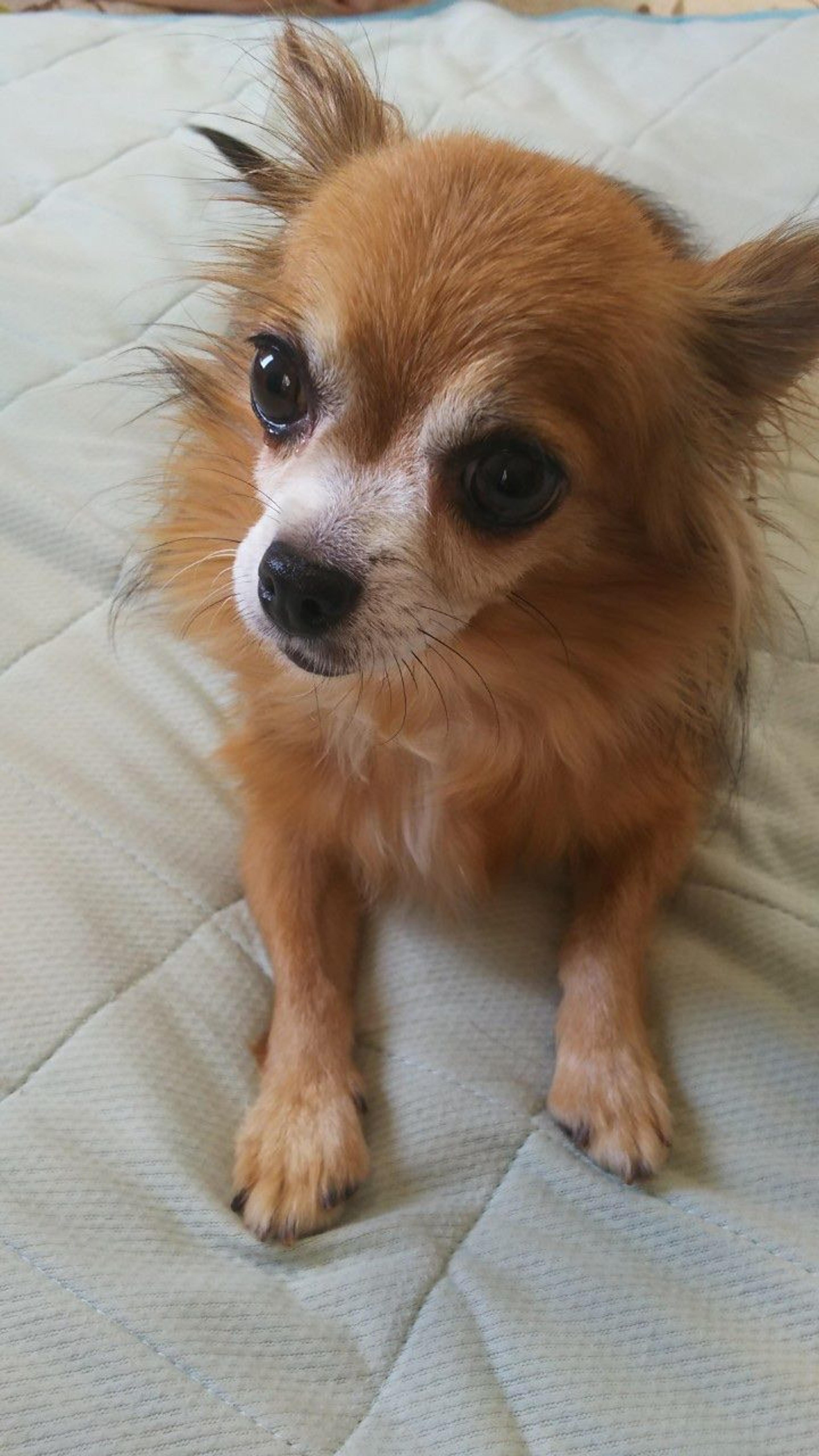 pet-image-10