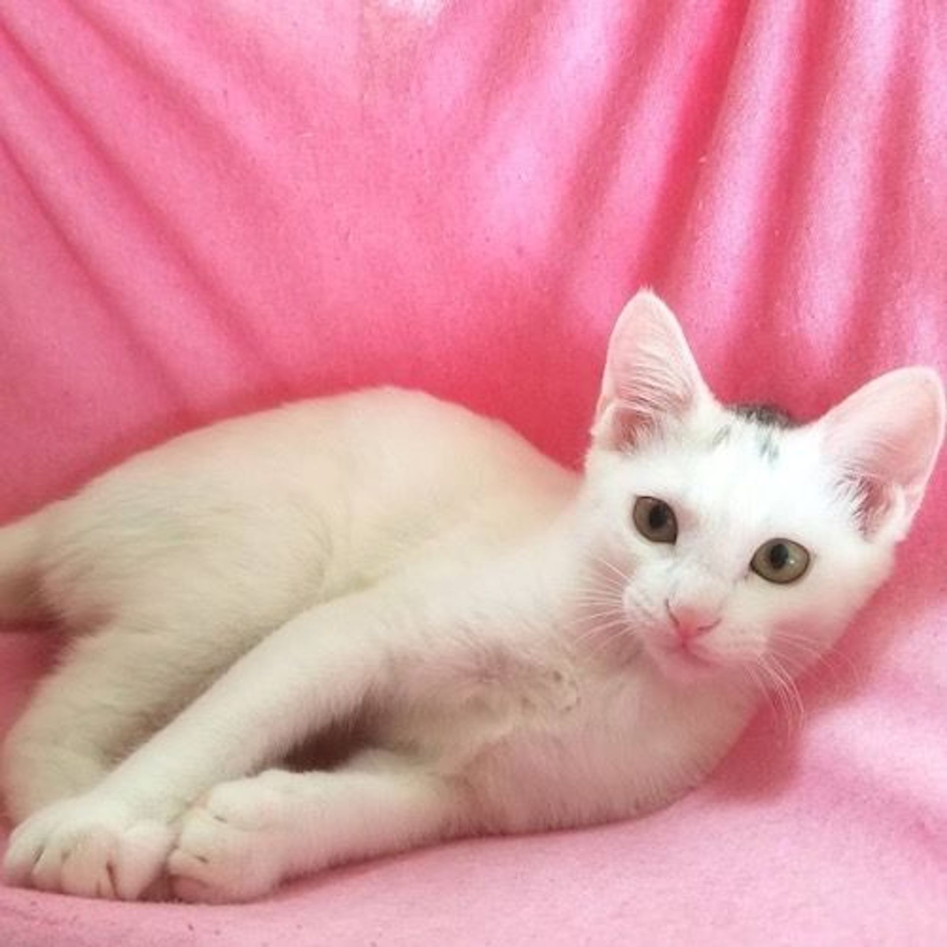 雑種（ミックス猫）・メスの里親募集の写真