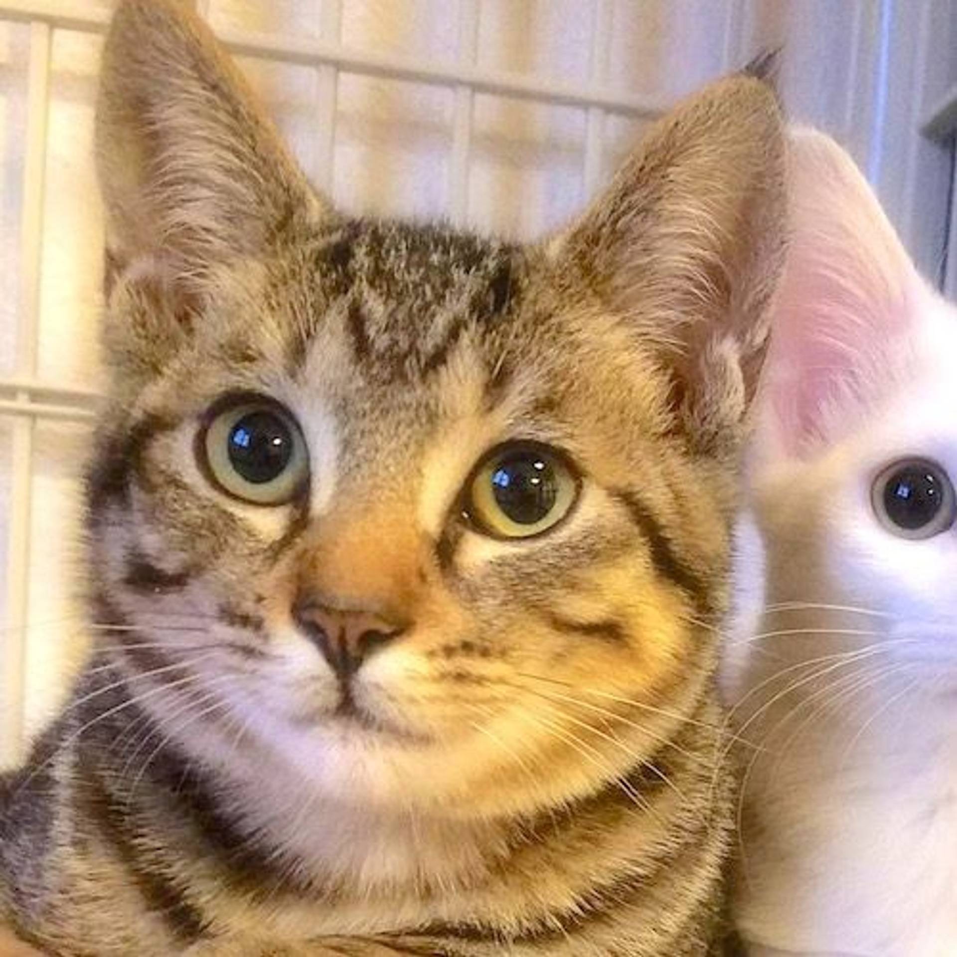 雑種（ミックス猫）・オスの里親募集の写真