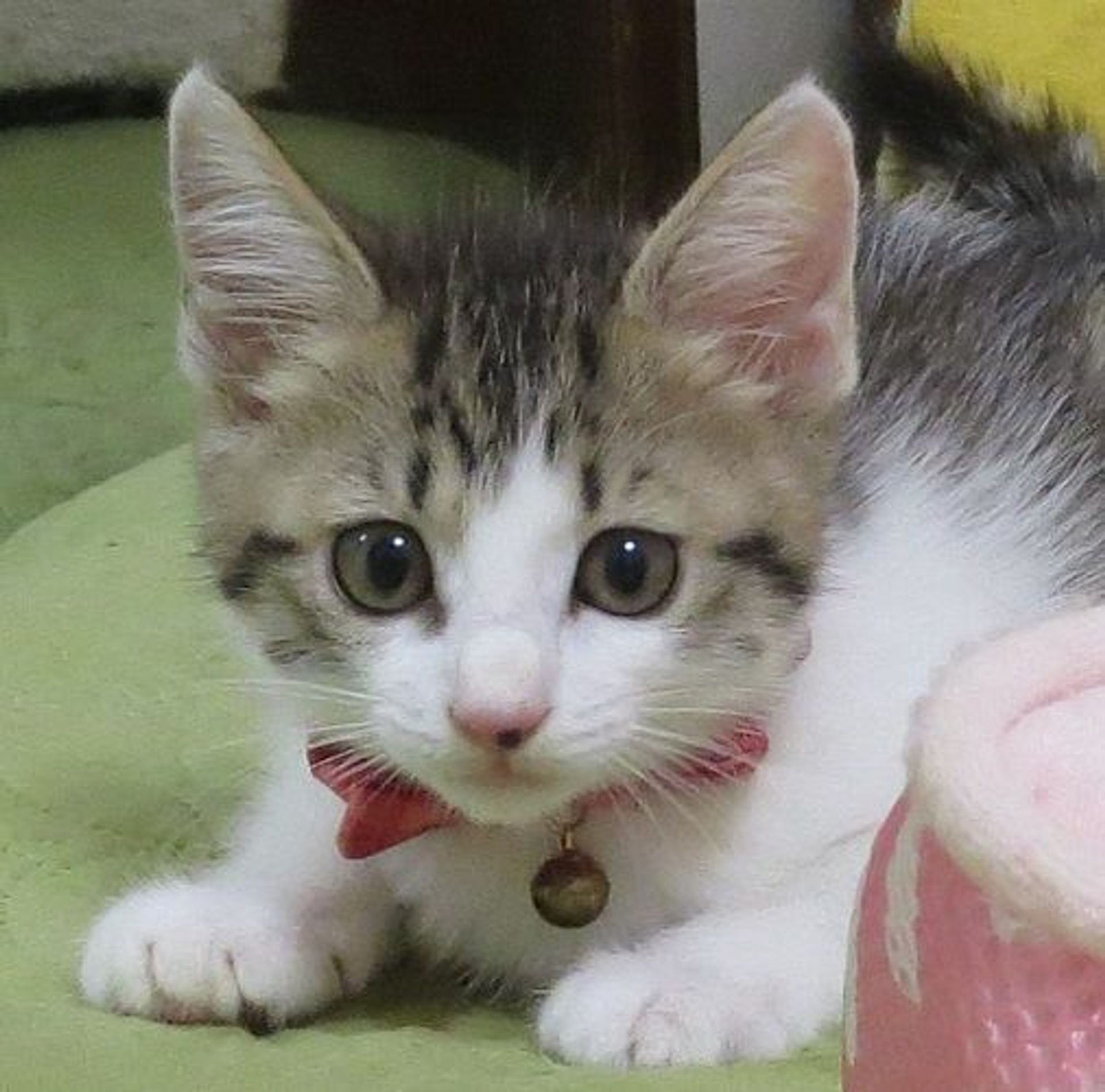 雑種（ミックス猫）・メスの里親募集の写真