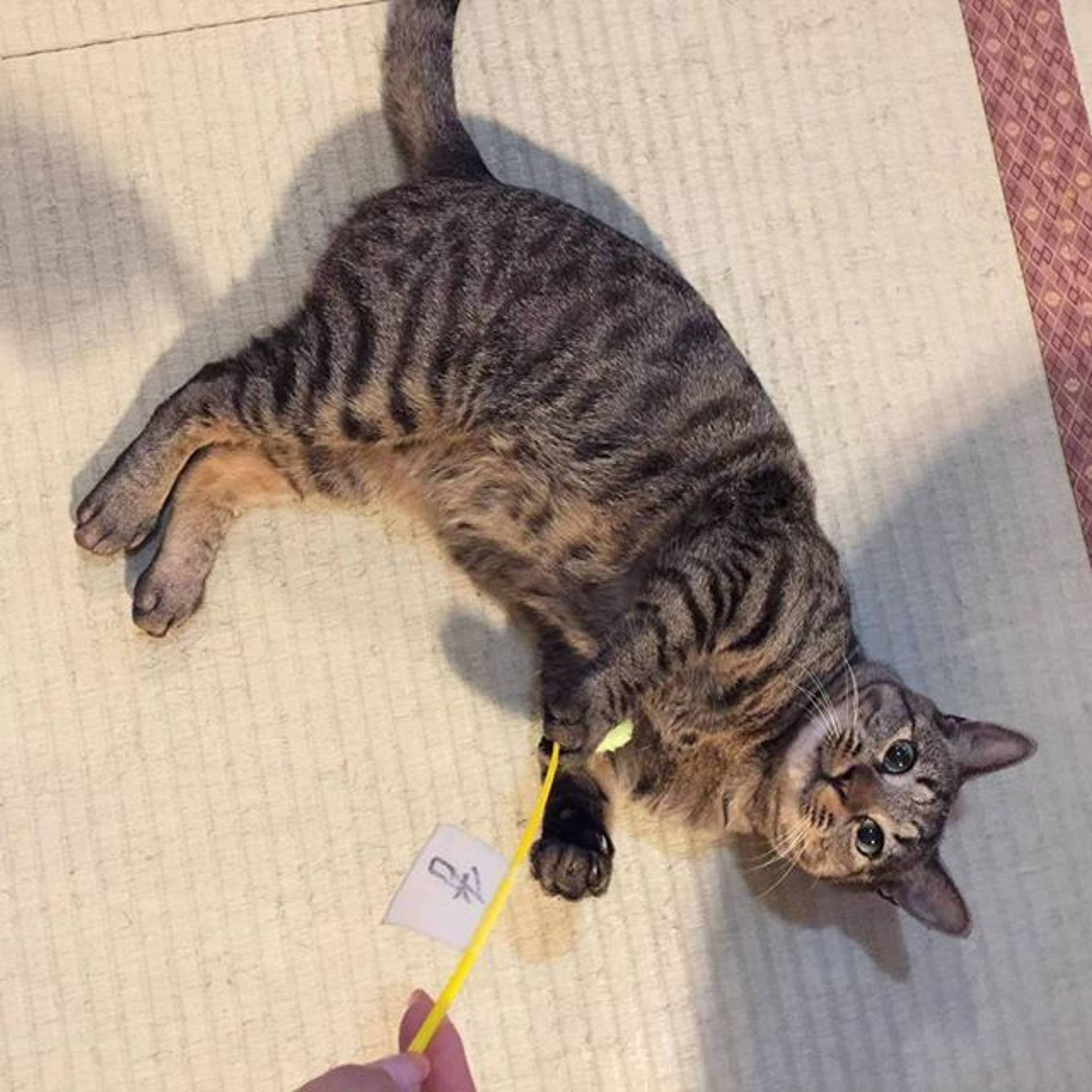 雑種（ミックス猫）・オスの里親募集の写真