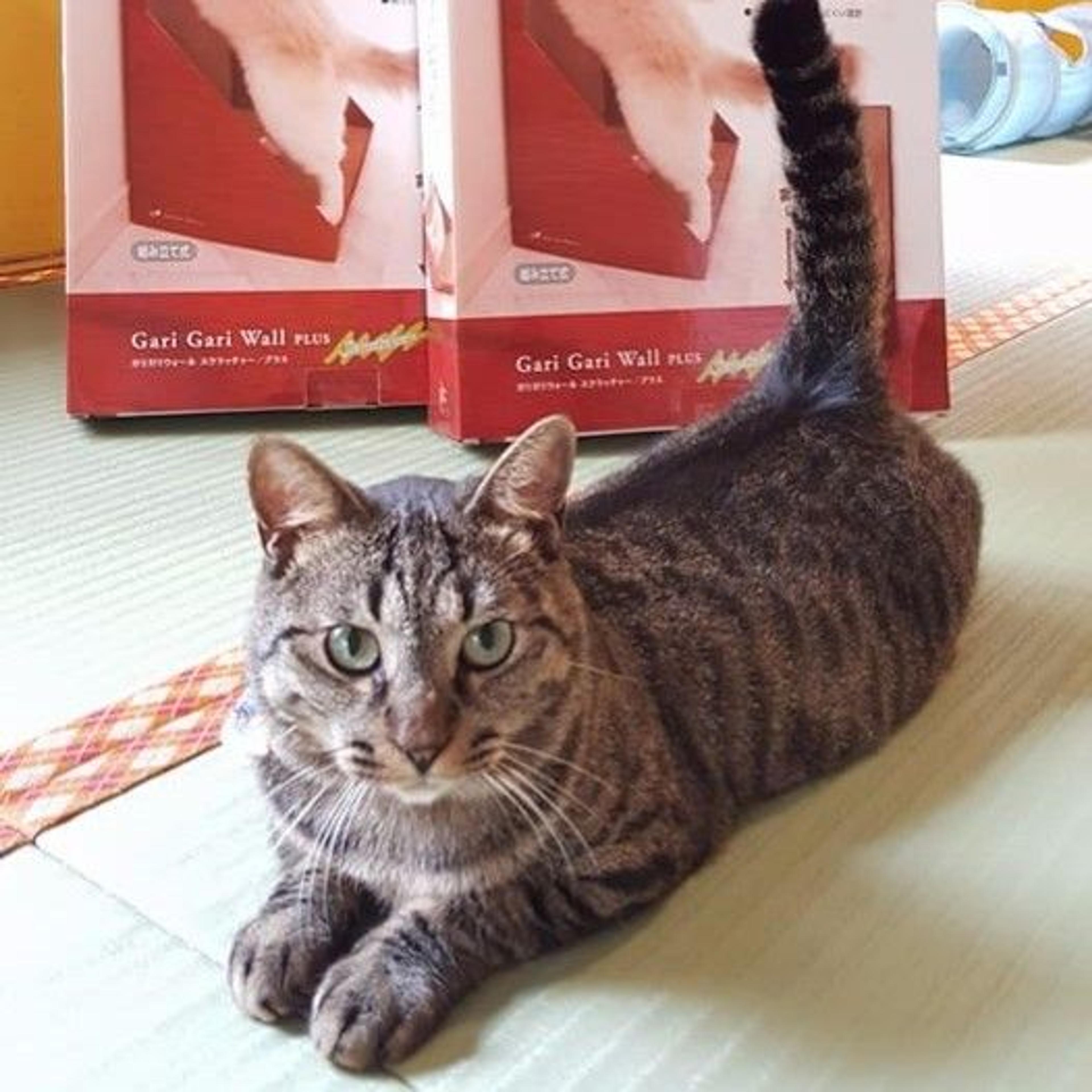 pet-image-3