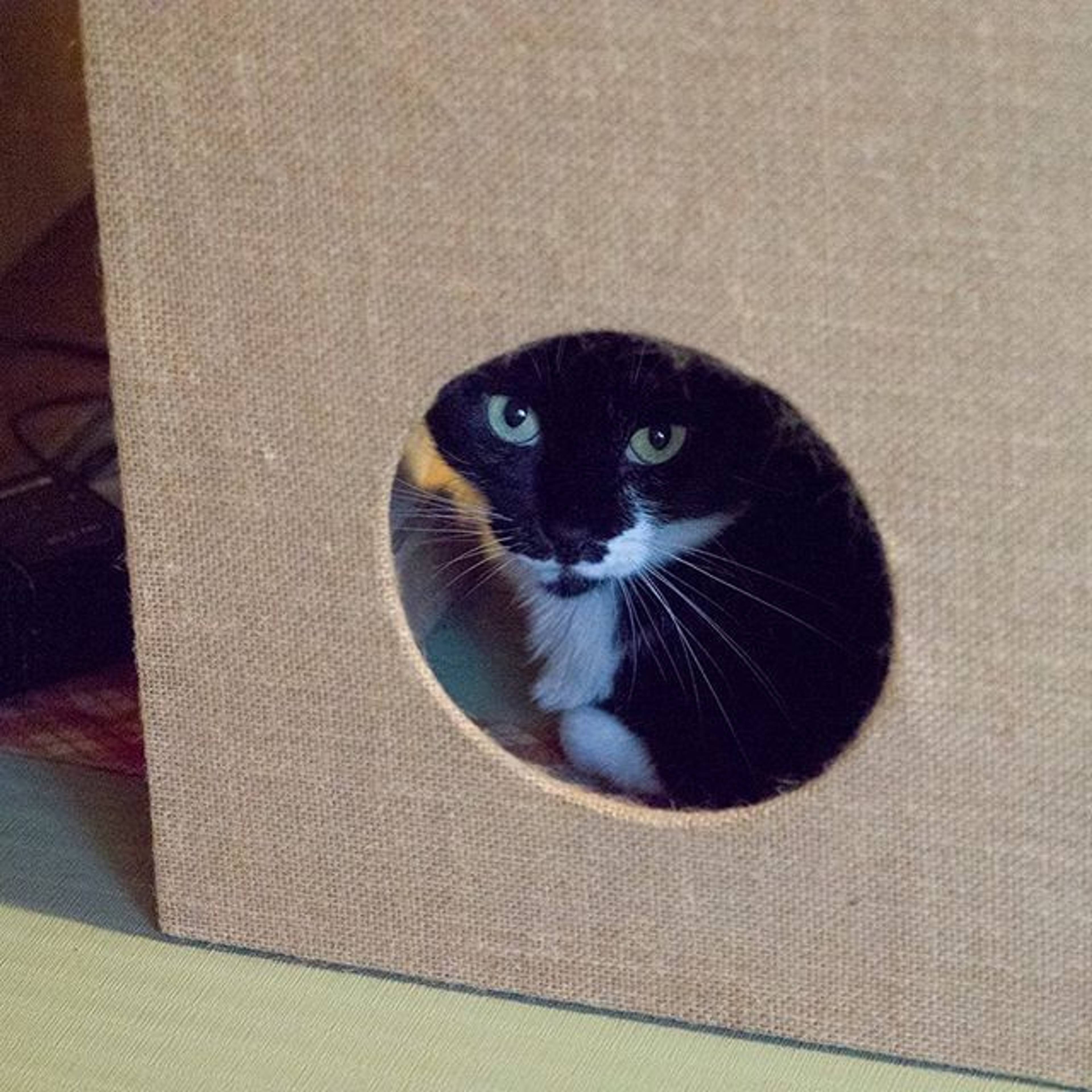 雑種（ミックス猫）・メスの里親募集の写真