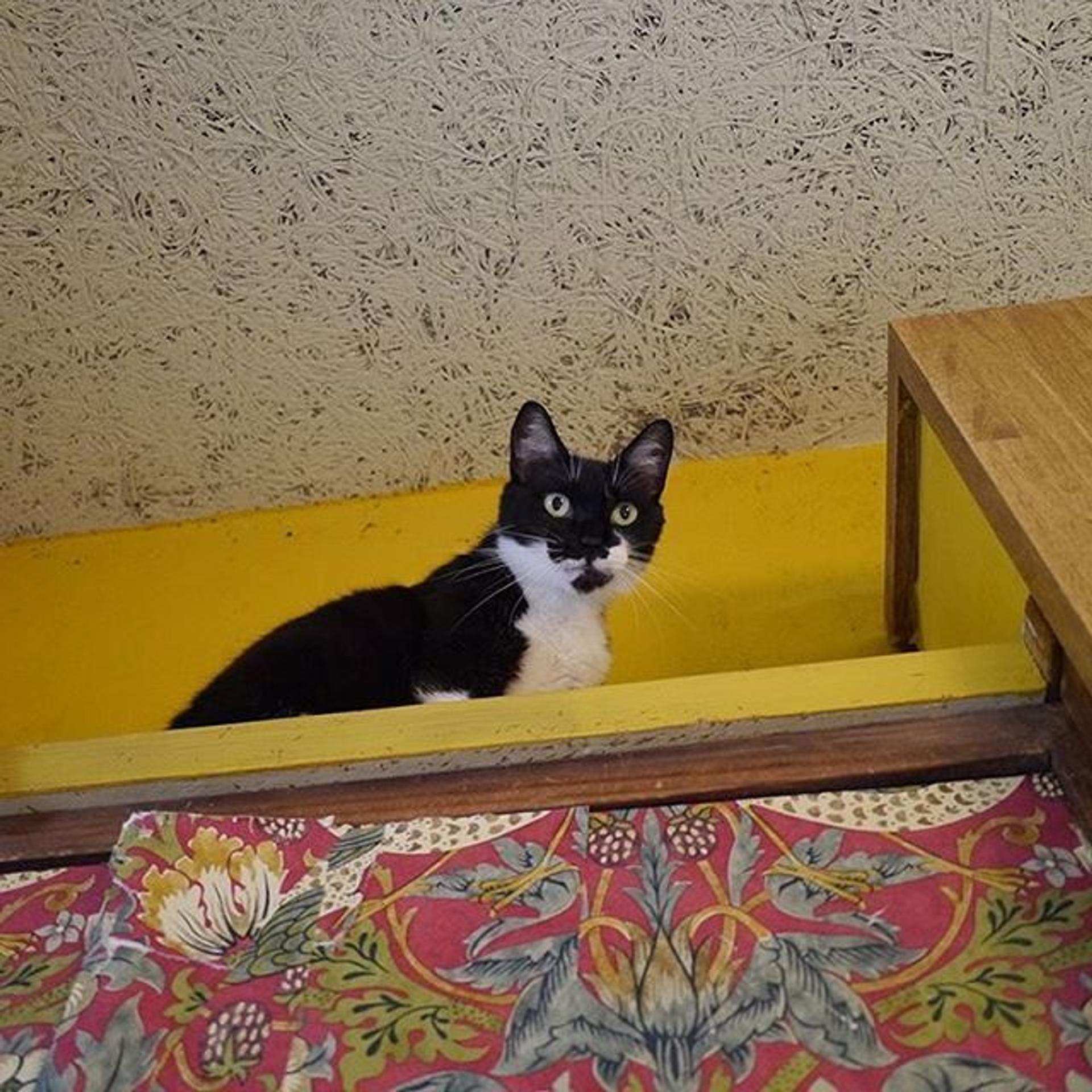 pet-image-2