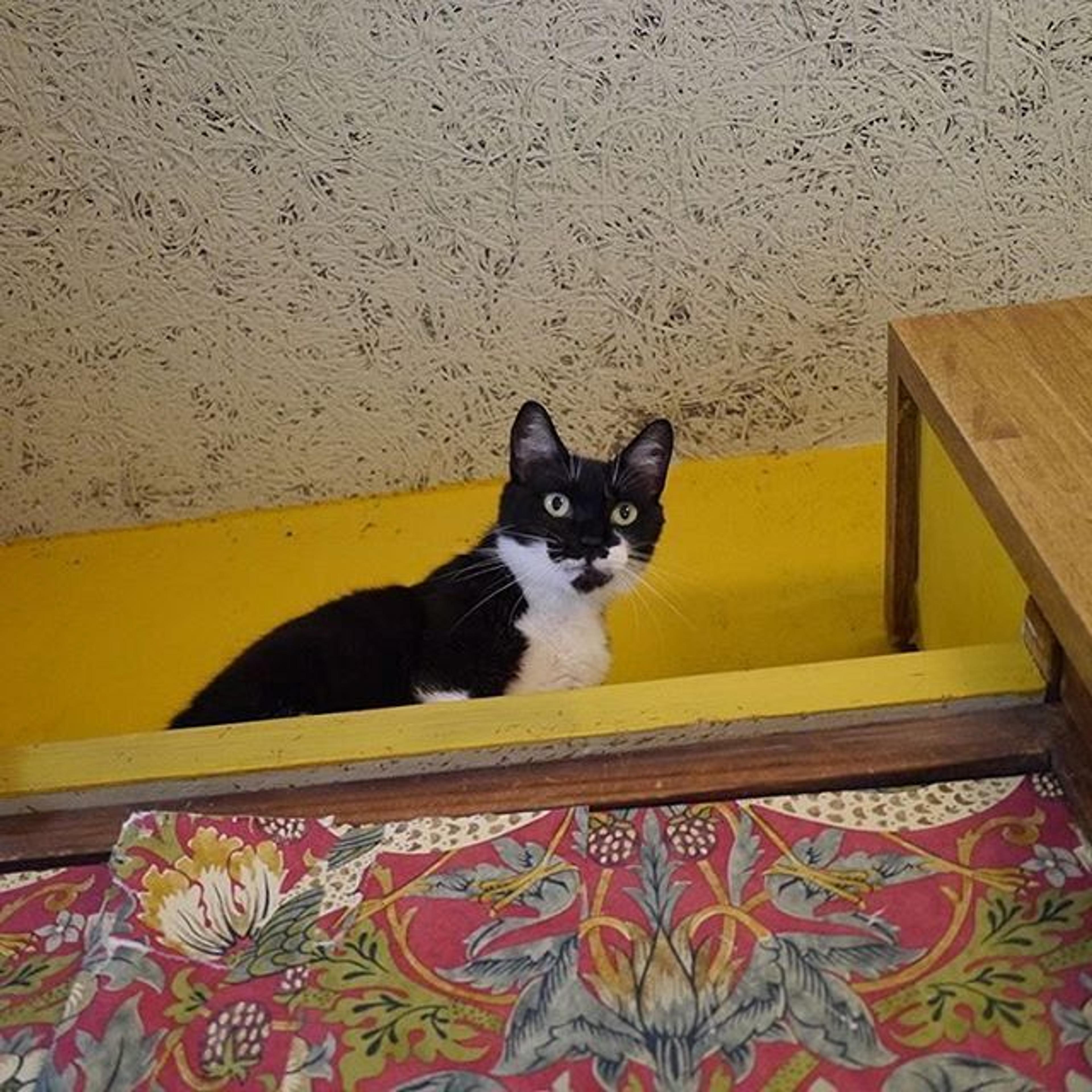 pet-image-2