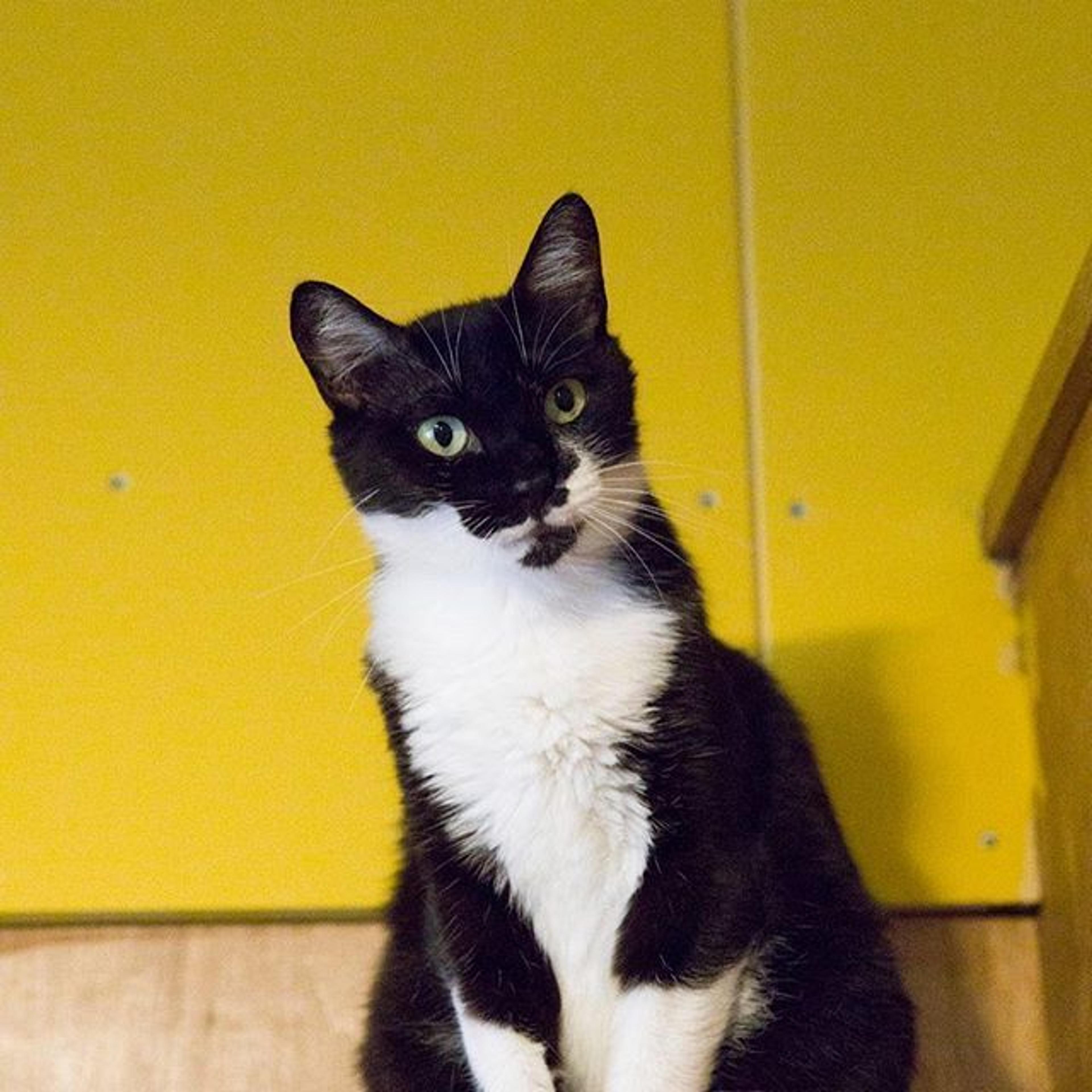 pet-image-3