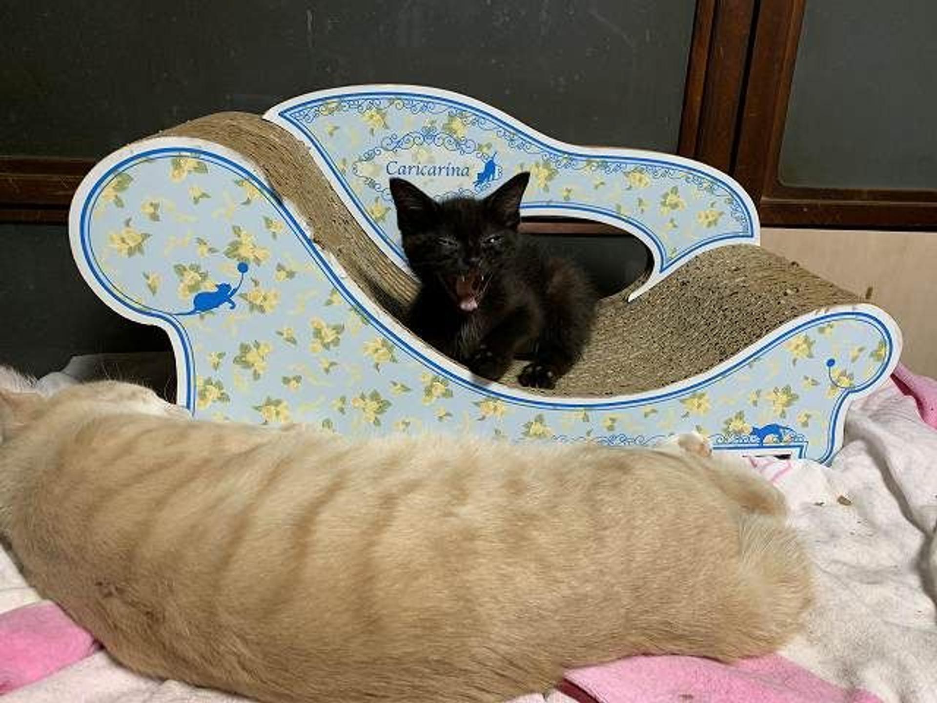 pet-image-3