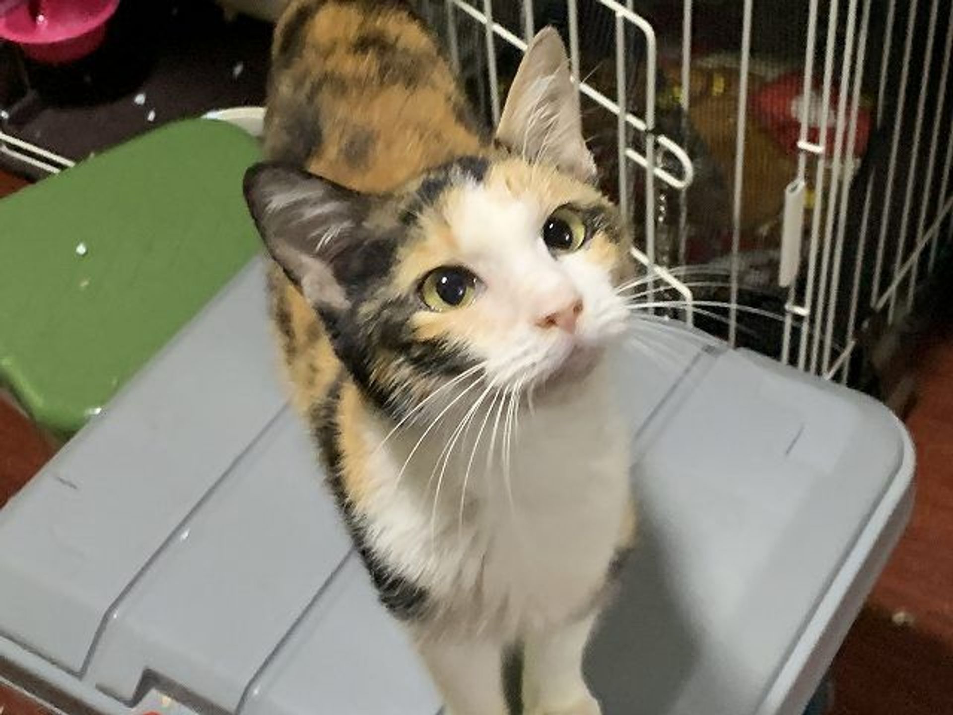雑種（ミックス猫）・メスの里親募集の写真