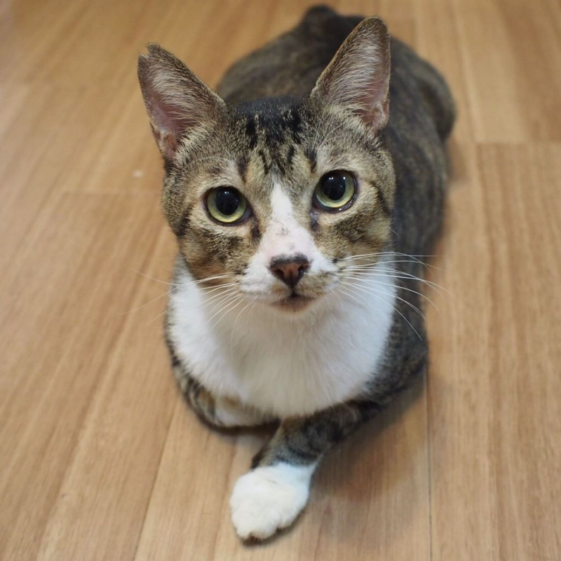 雑種（ミックス猫）・オスの里親募集の写真