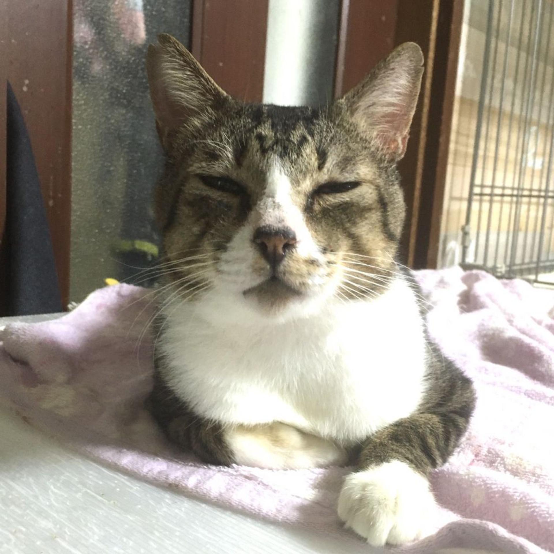 pet-image-6