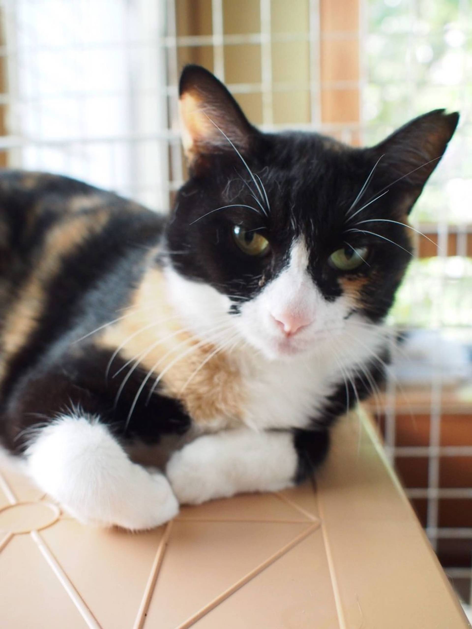 雑種（ミックス猫）・メスの里親募集の写真