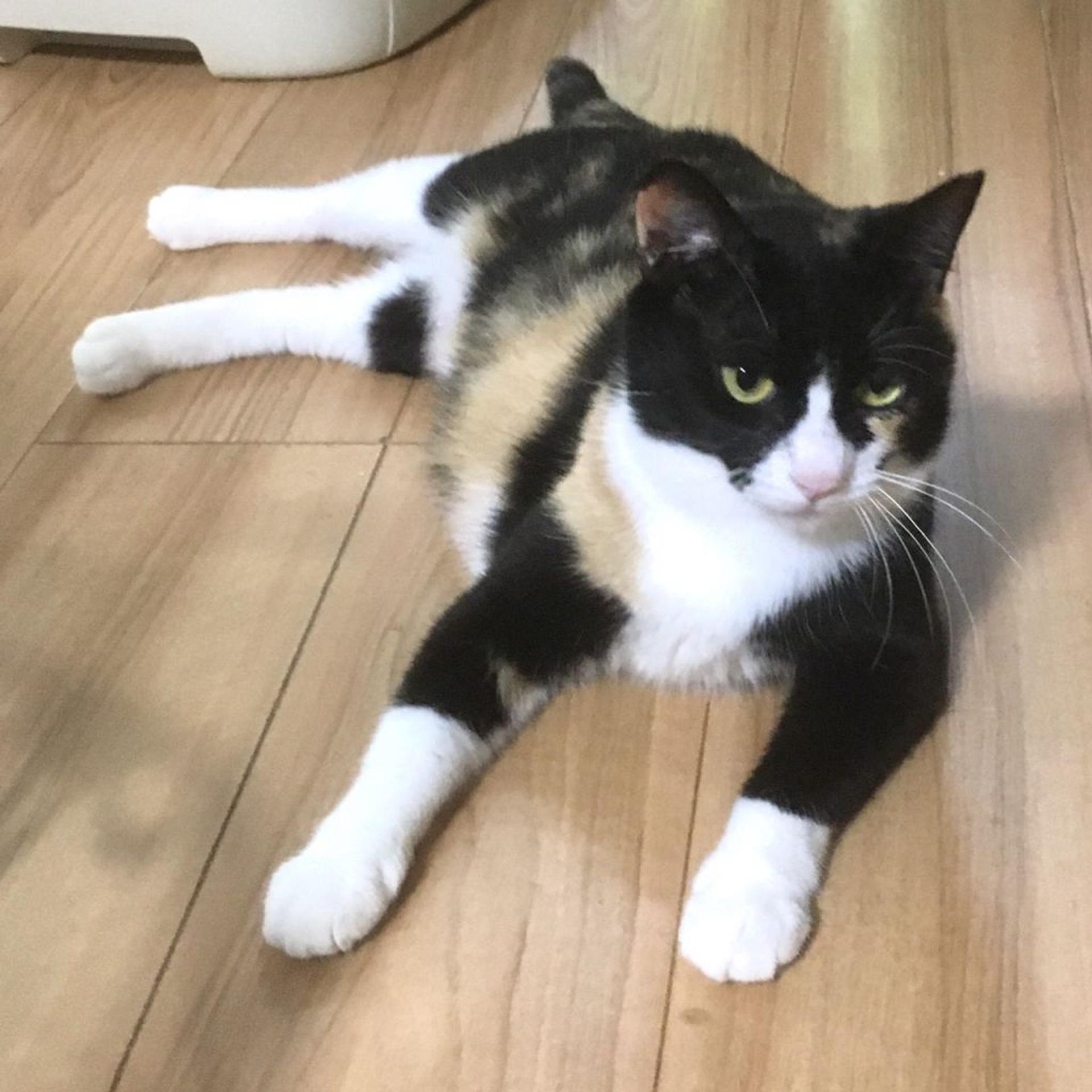 pet-image-2
