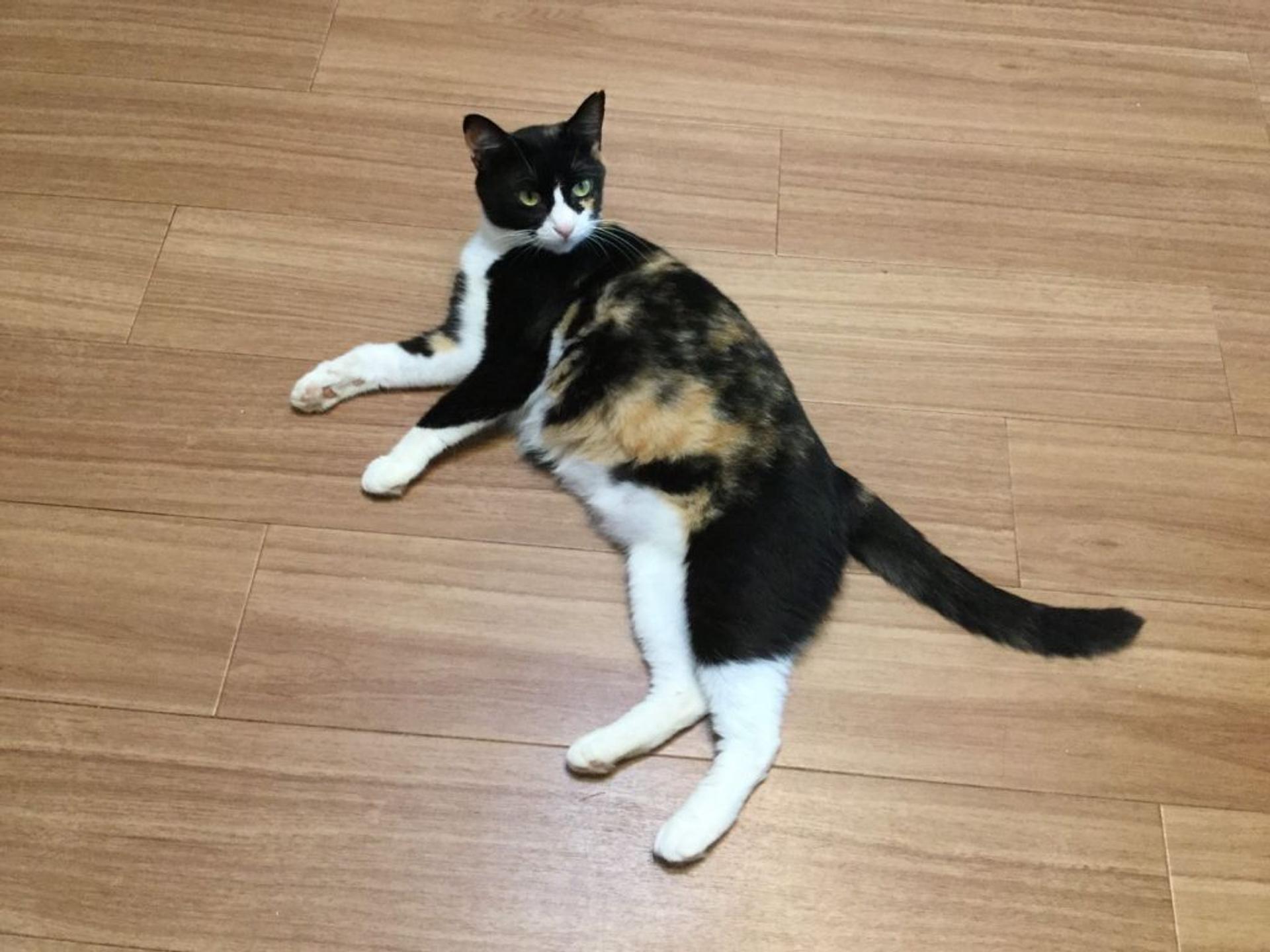 pet-image-3