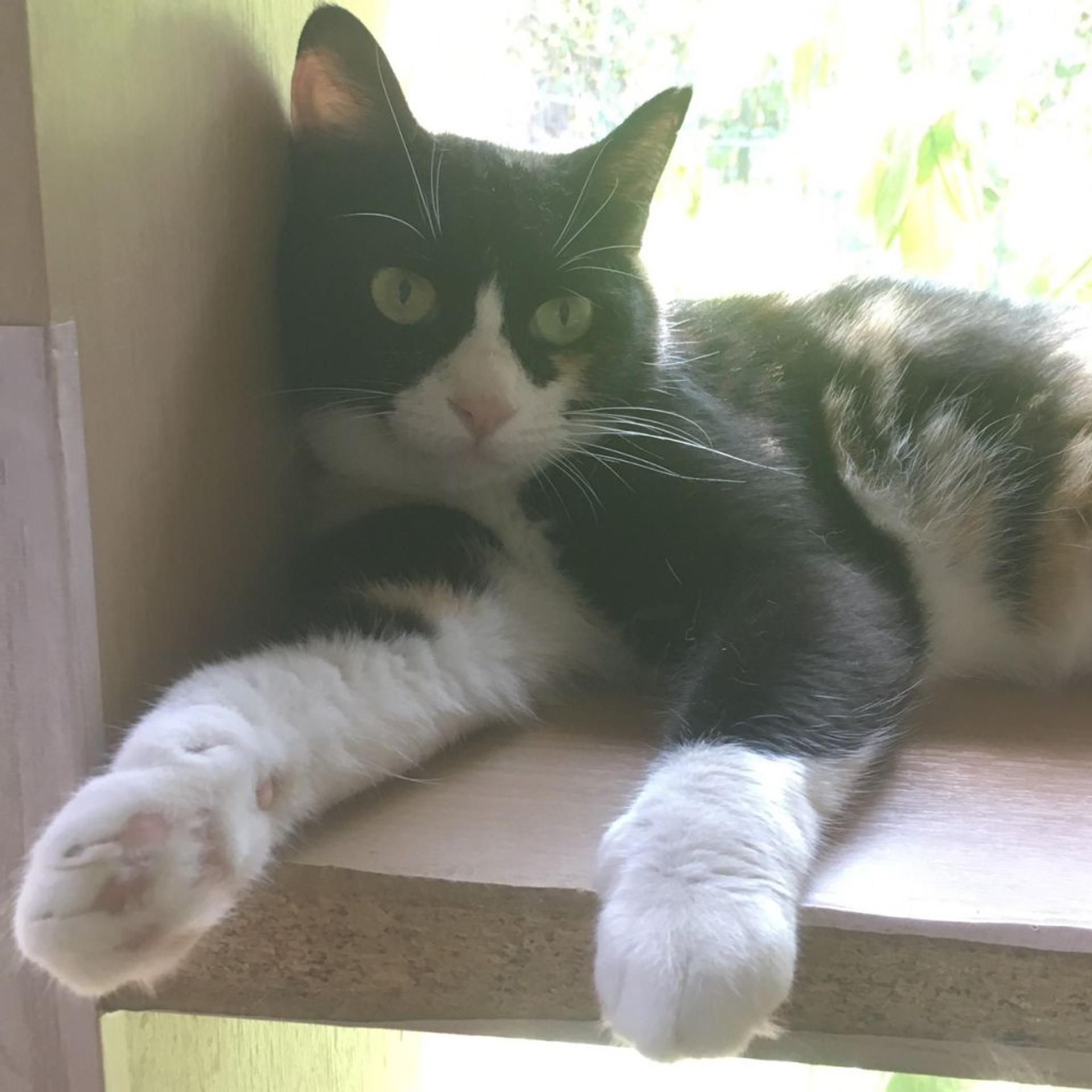pet-image-4