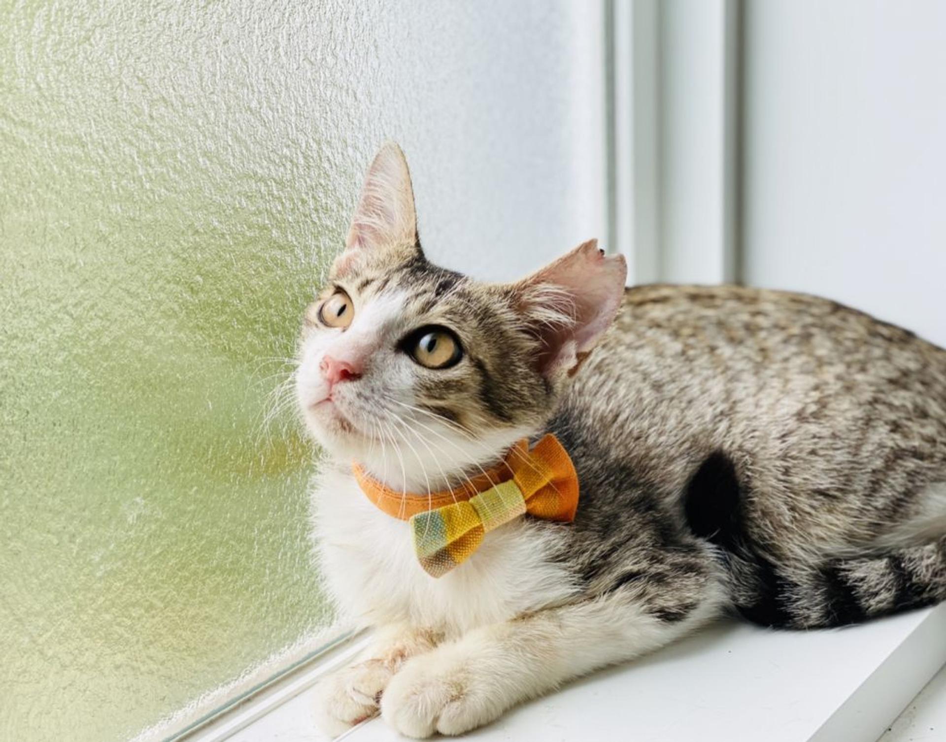 pet-image-4