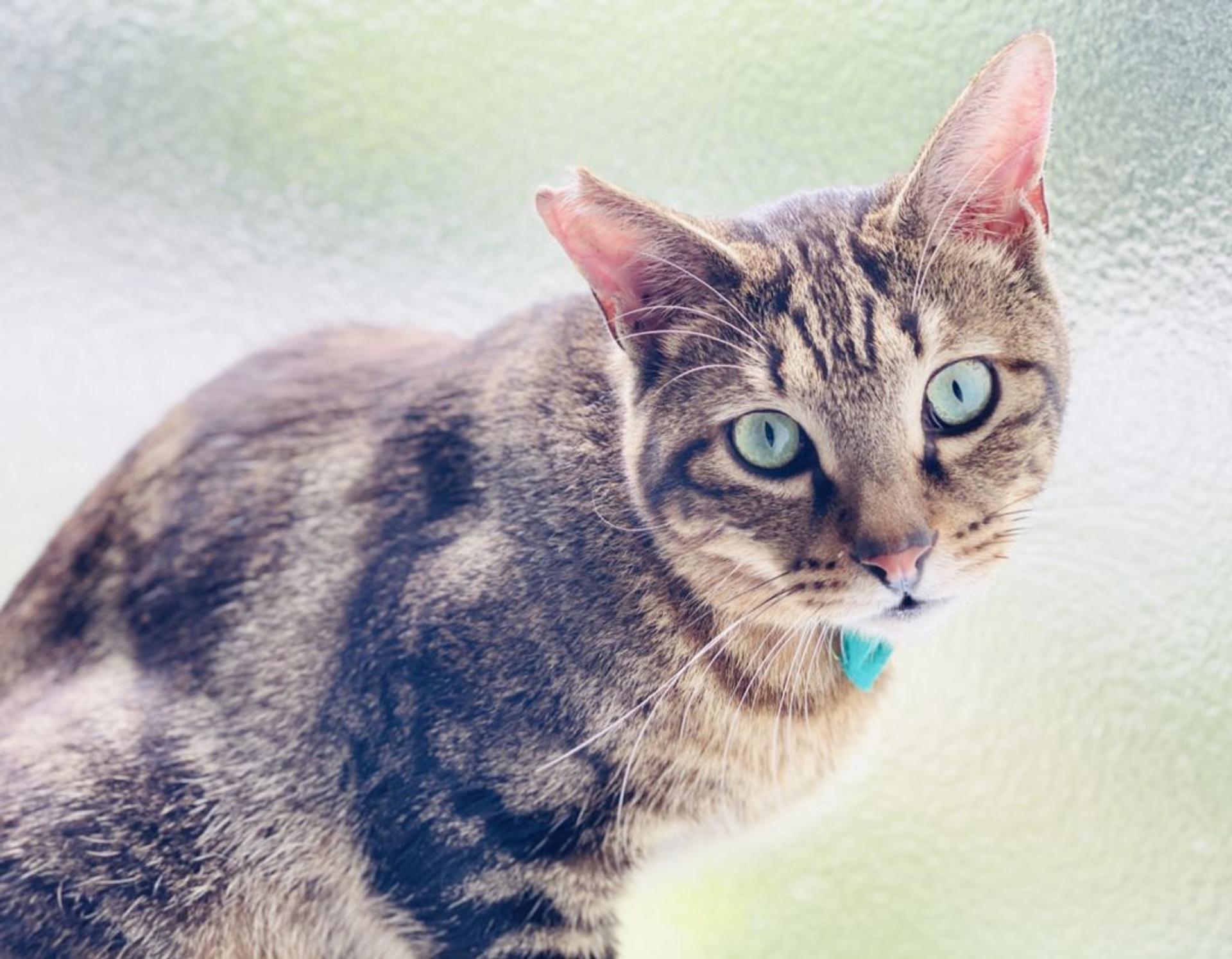 pet-image-5