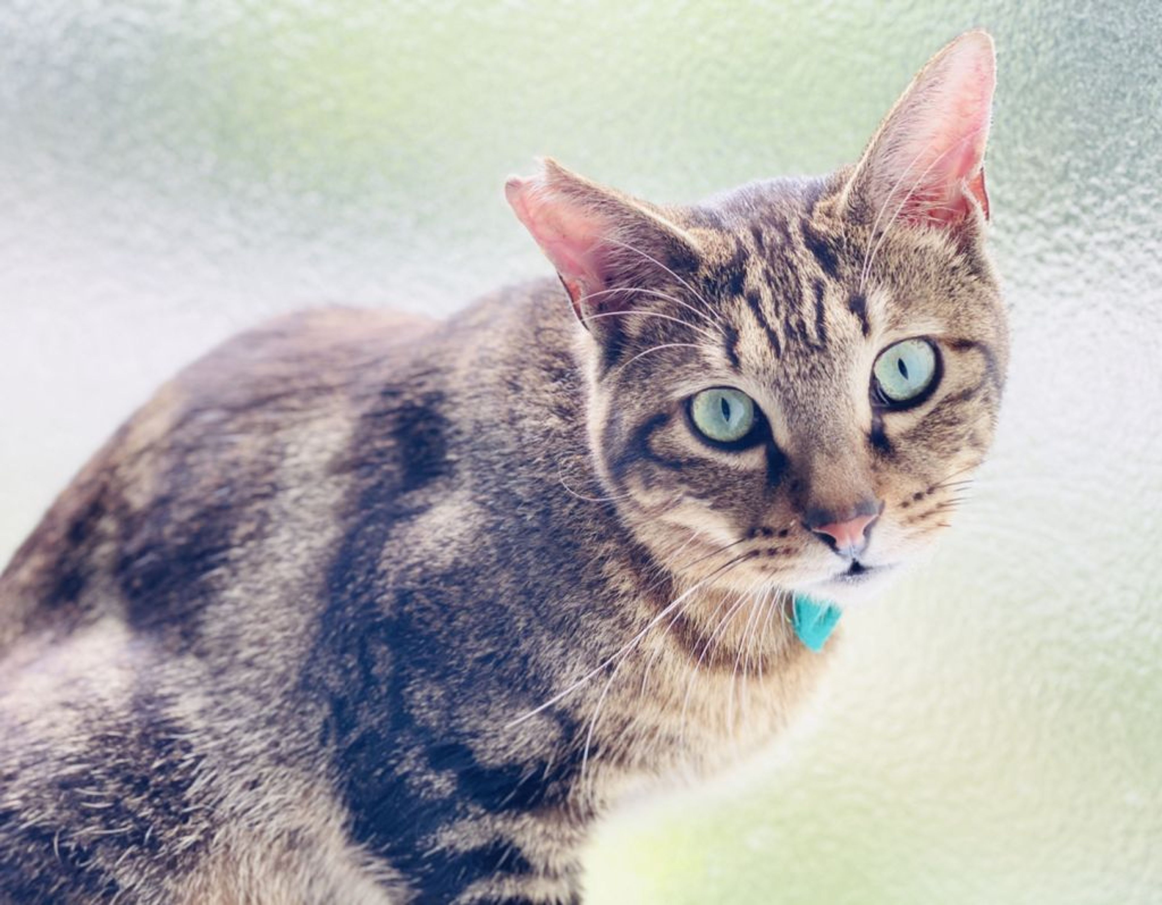 pet-image-5